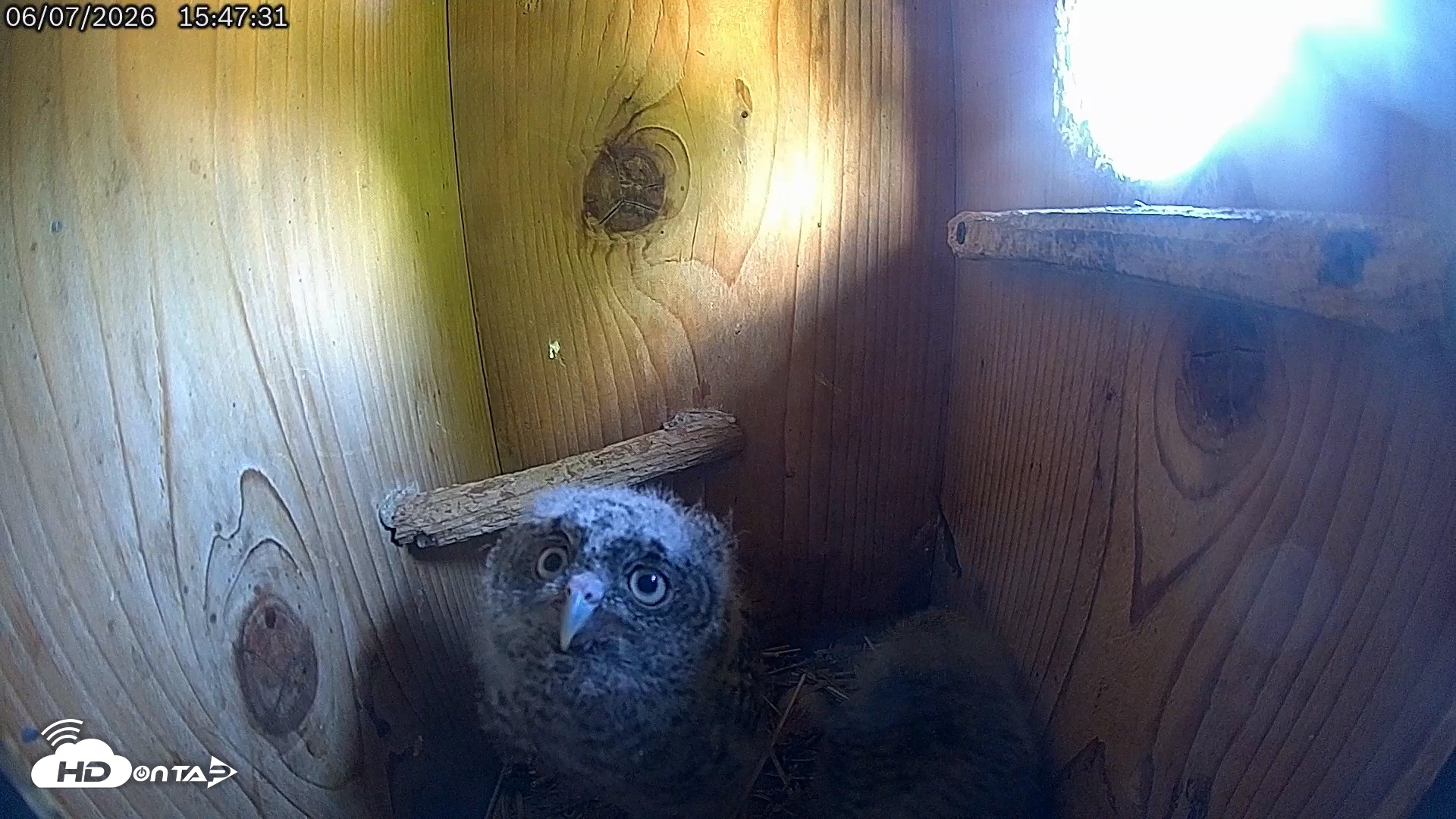 Snapshot of Eastern Screech Owl Live Cam taken Jun 7, 2026, 3:48pm CDT