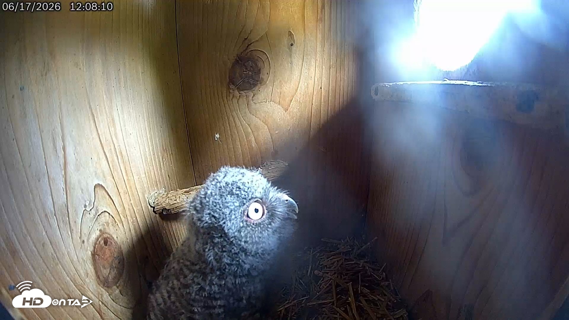 Snapshot of Eastern Screech Owl Live Cam taken Jun 17, 2026, 12:16pm CDT