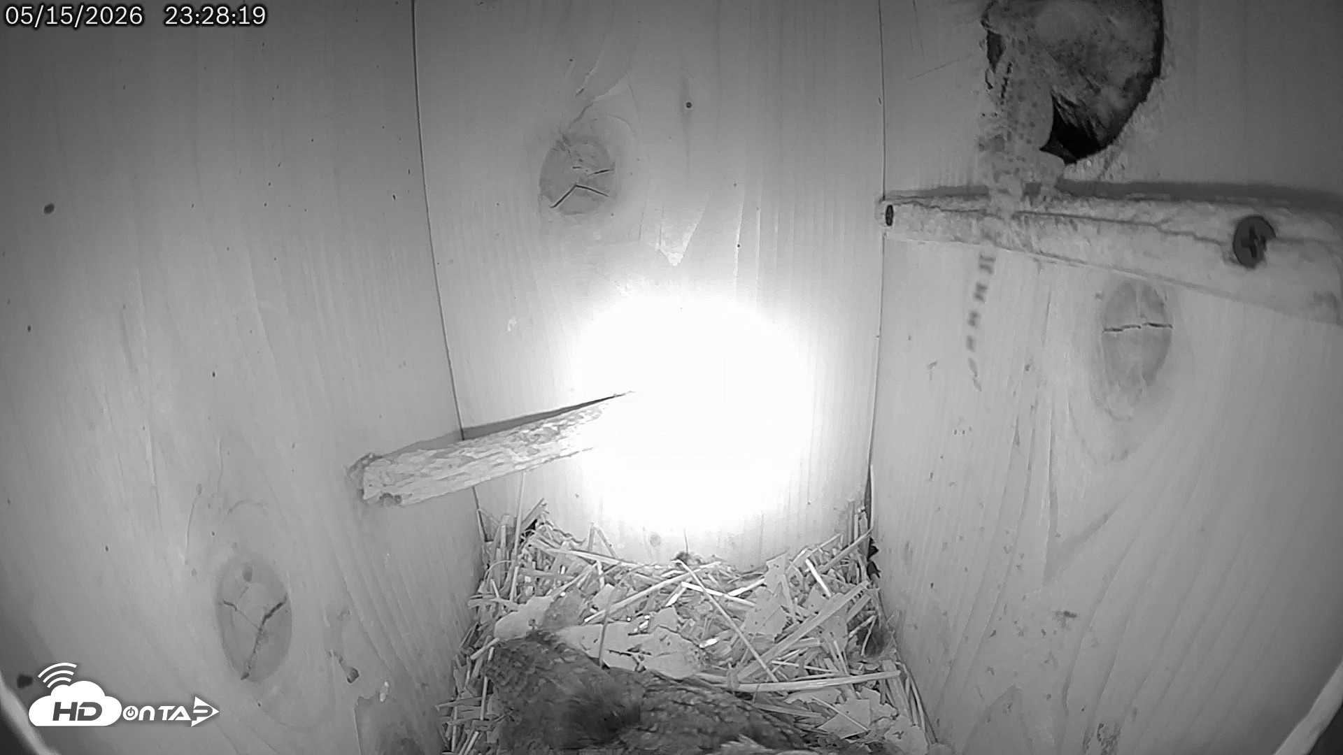 Snapshot of Eastern Screech Owl Live Cam taken May 15, 2026, 11:52pm CDT