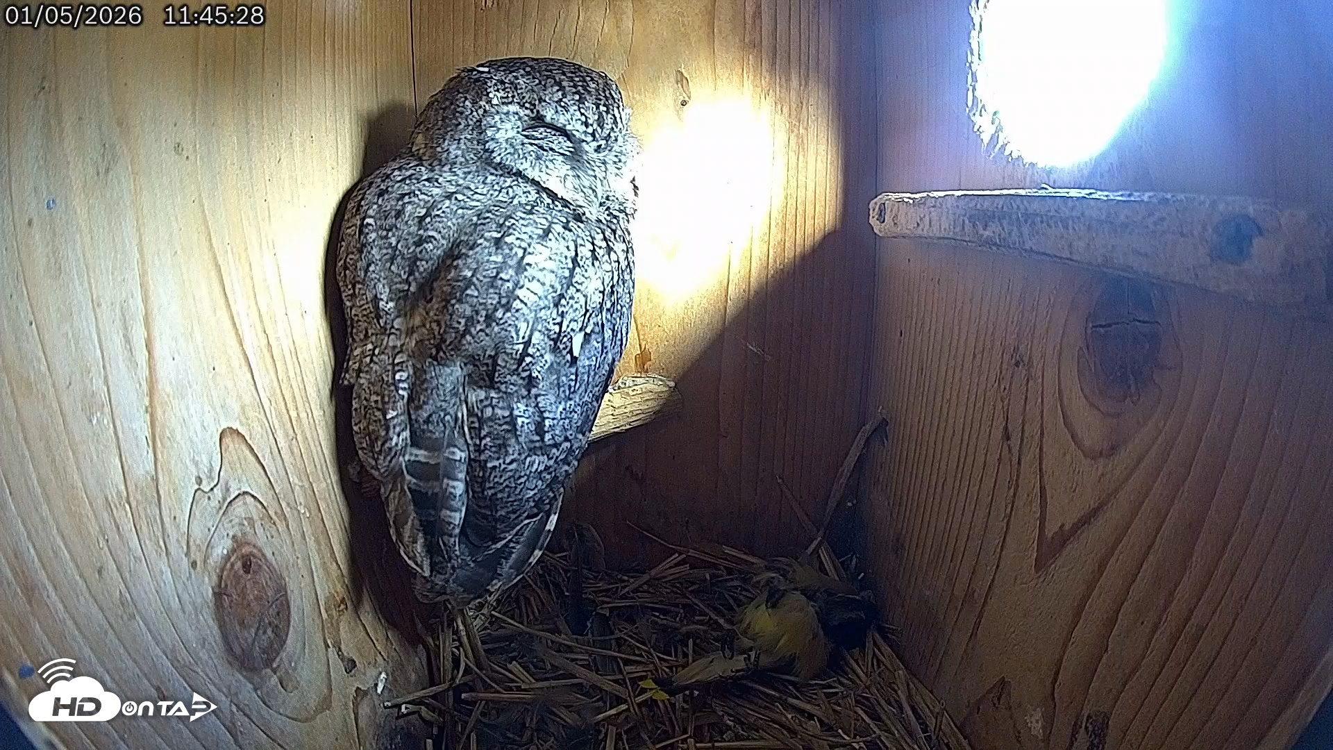 Snapshot of Eastern Screech Owl Live Cam taken Jan 5, 2026, 9:44pm CST