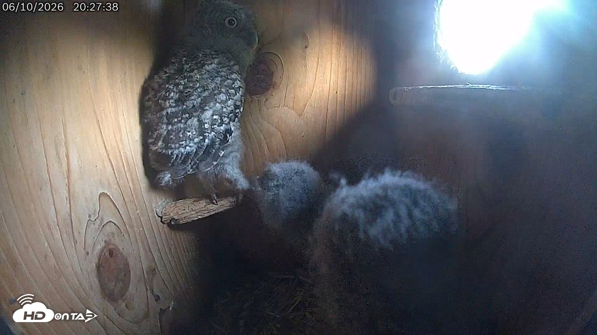 Snapshot of Eastern Screech Owl Live Cam taken Jun 11, 2026, 12:02am CDT