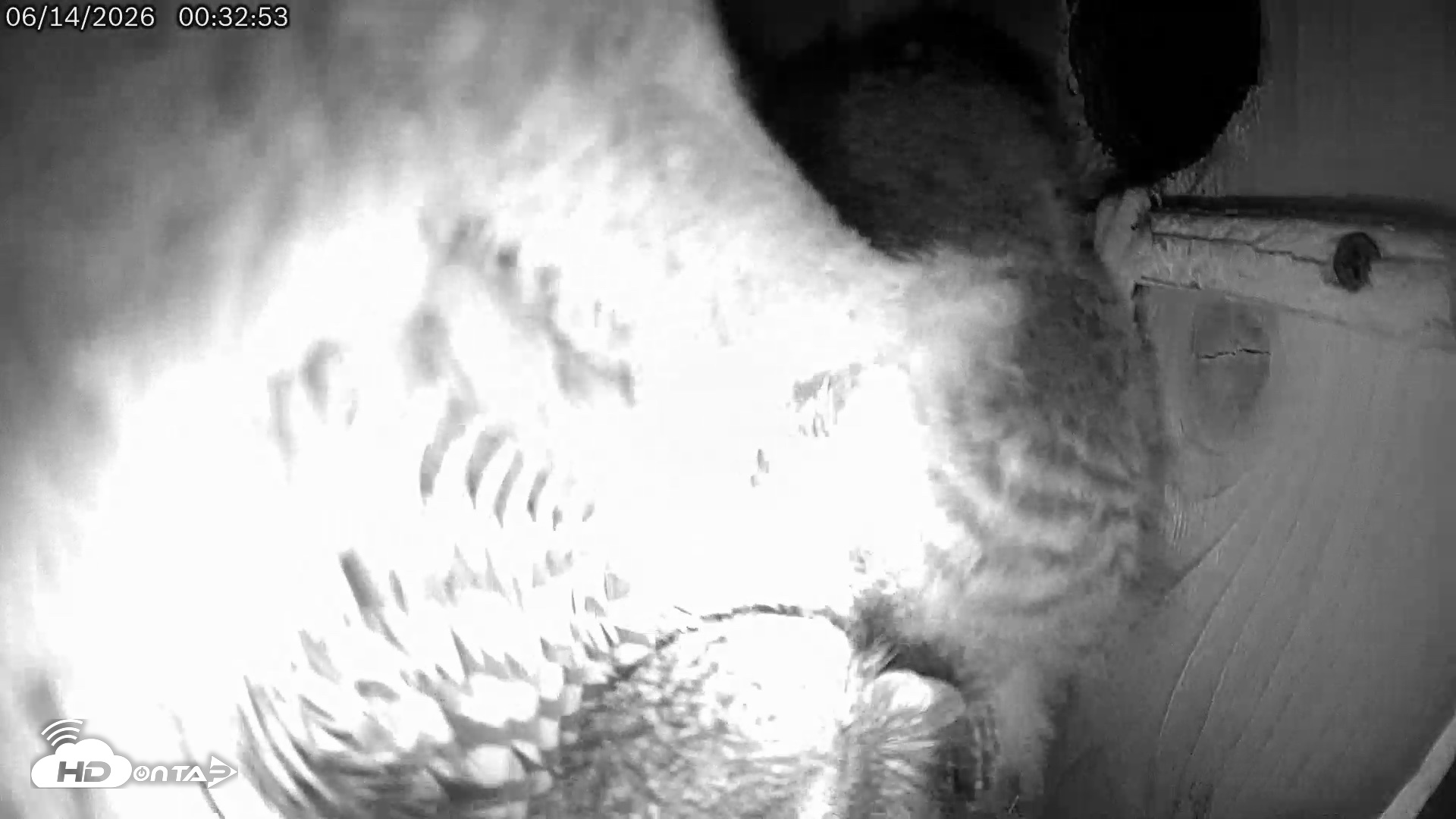 Snapshot of Eastern Screech Owl Live Cam taken Jun 14, 2026, 12:33am CDT