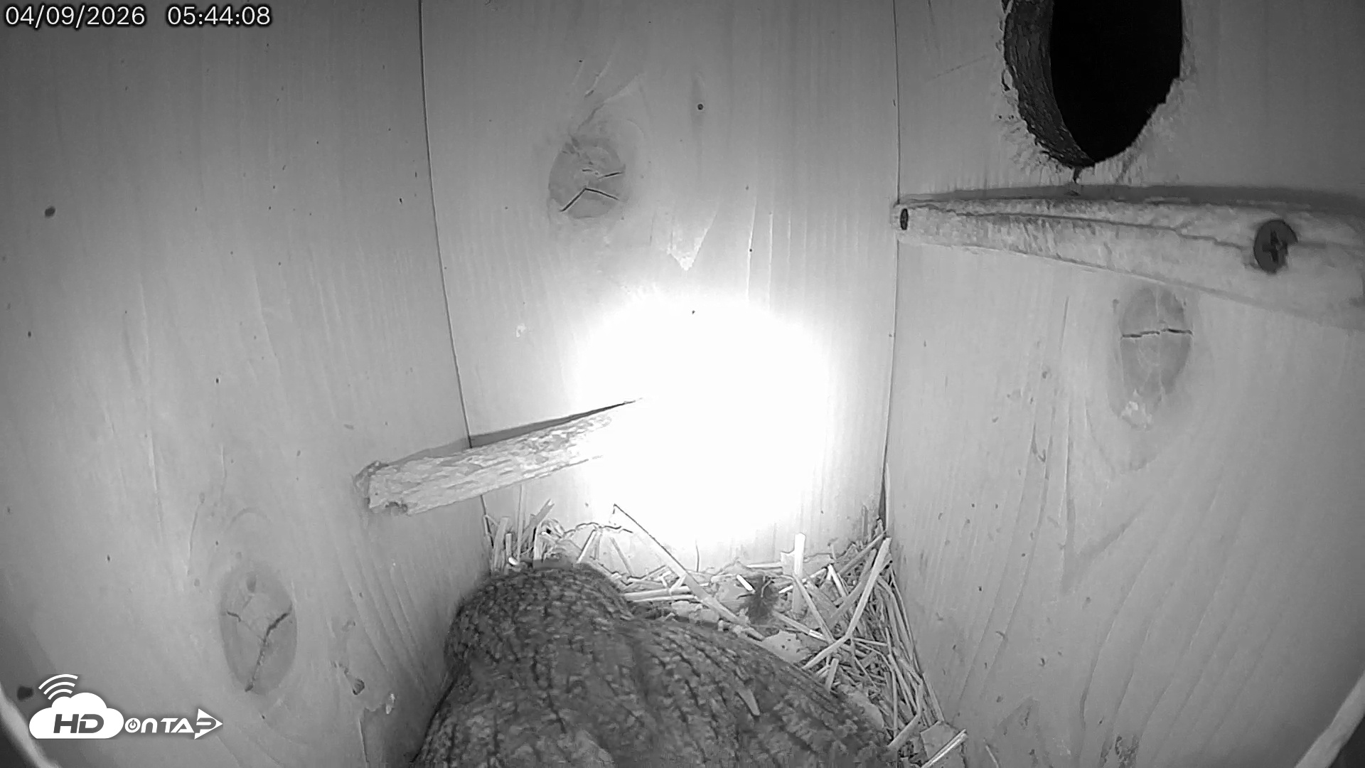 Snapshot of Eastern Screech Owl Live Cam taken Apr 9, 2026, 9:48am CDT