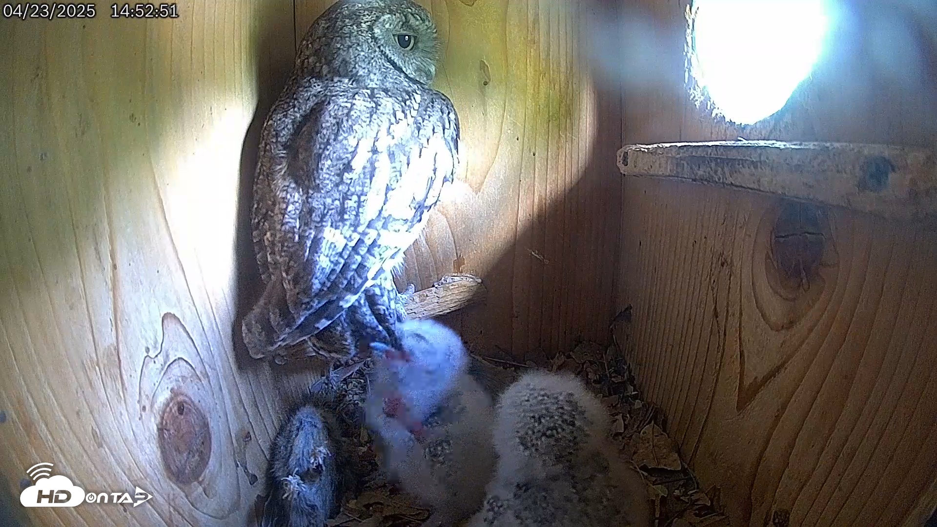 Snapshot of Eastern Screech Owl Live Cam taken Apr 23, 2025, 3:25pm CDT