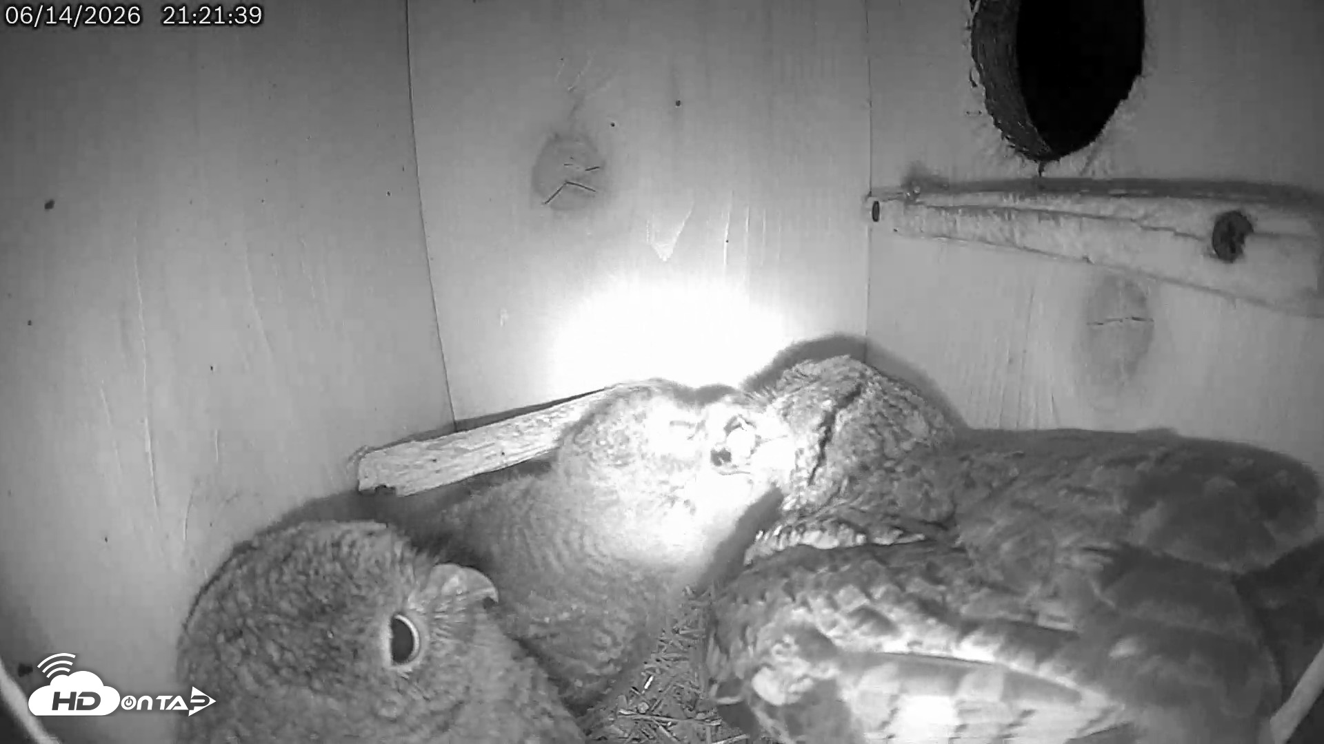 Snapshot of Eastern Screech Owl Live Cam taken Jun 15, 2026, 12:41am CDT