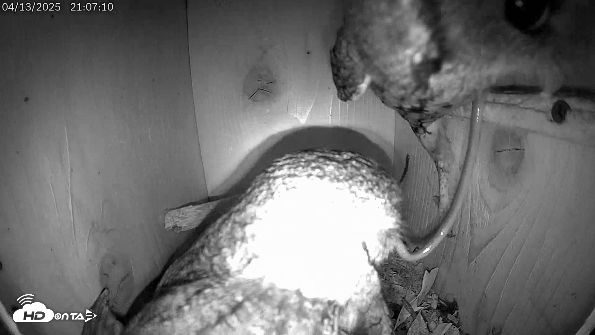 Snapshot of Eastern Screech Owl Live Cam taken Apr 13, 2025, 9:35pm CDT