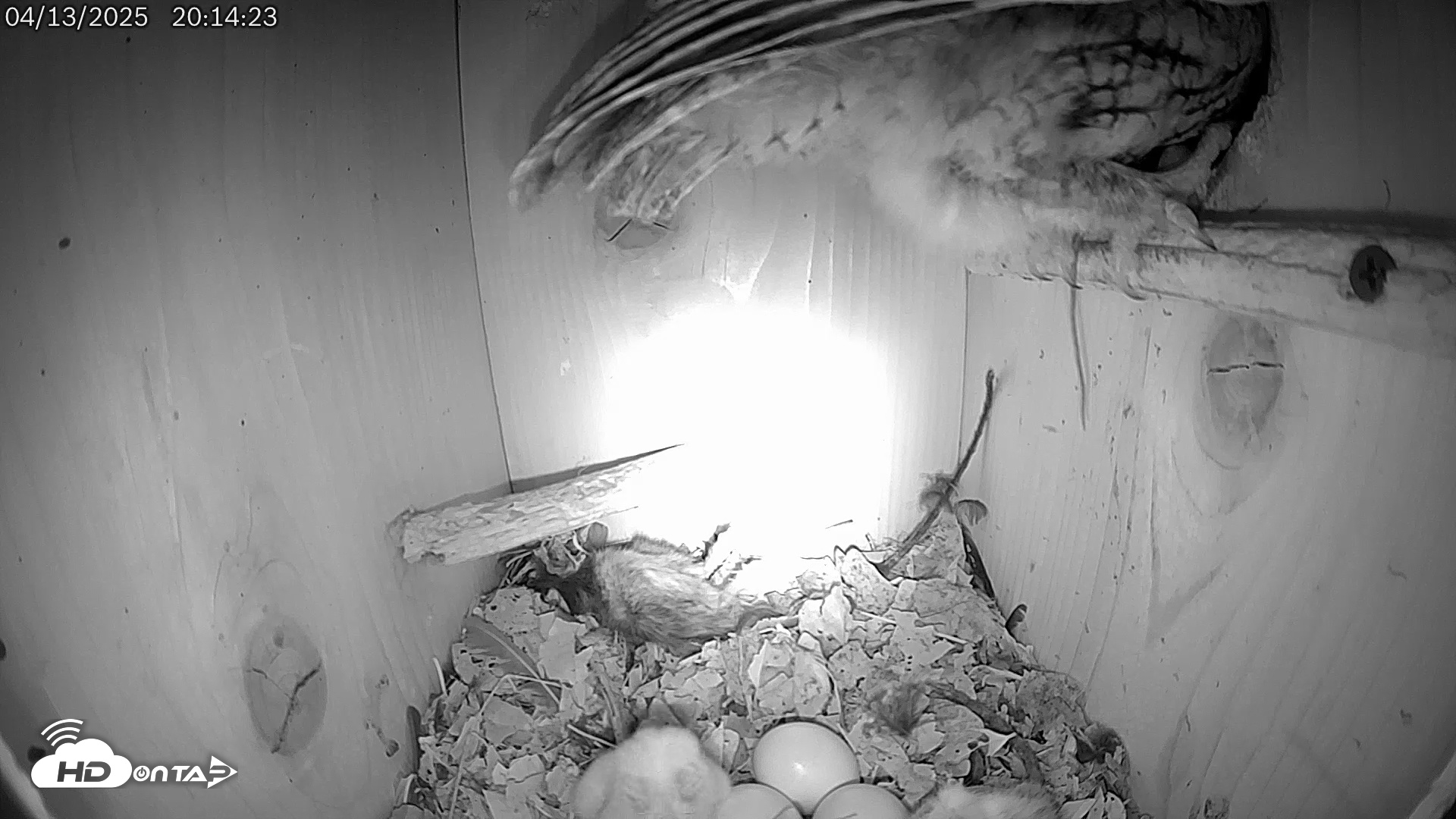 Snapshot of Eastern Screech Owl Live Cam taken Apr 13, 2025, 9:17pm CDT