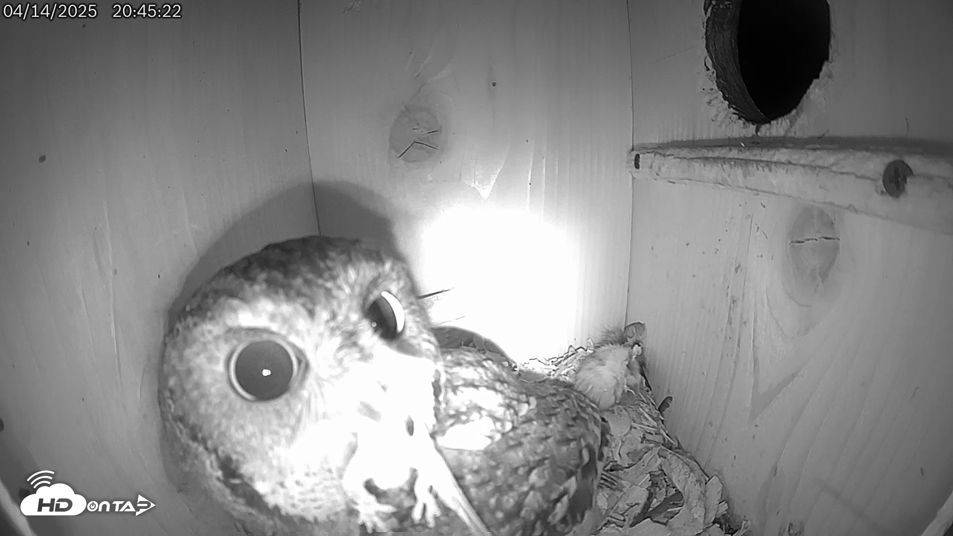 Snapshot of Eastern Screech Owl Live Cam taken Apr 14, 2025, 10:27pm CDT