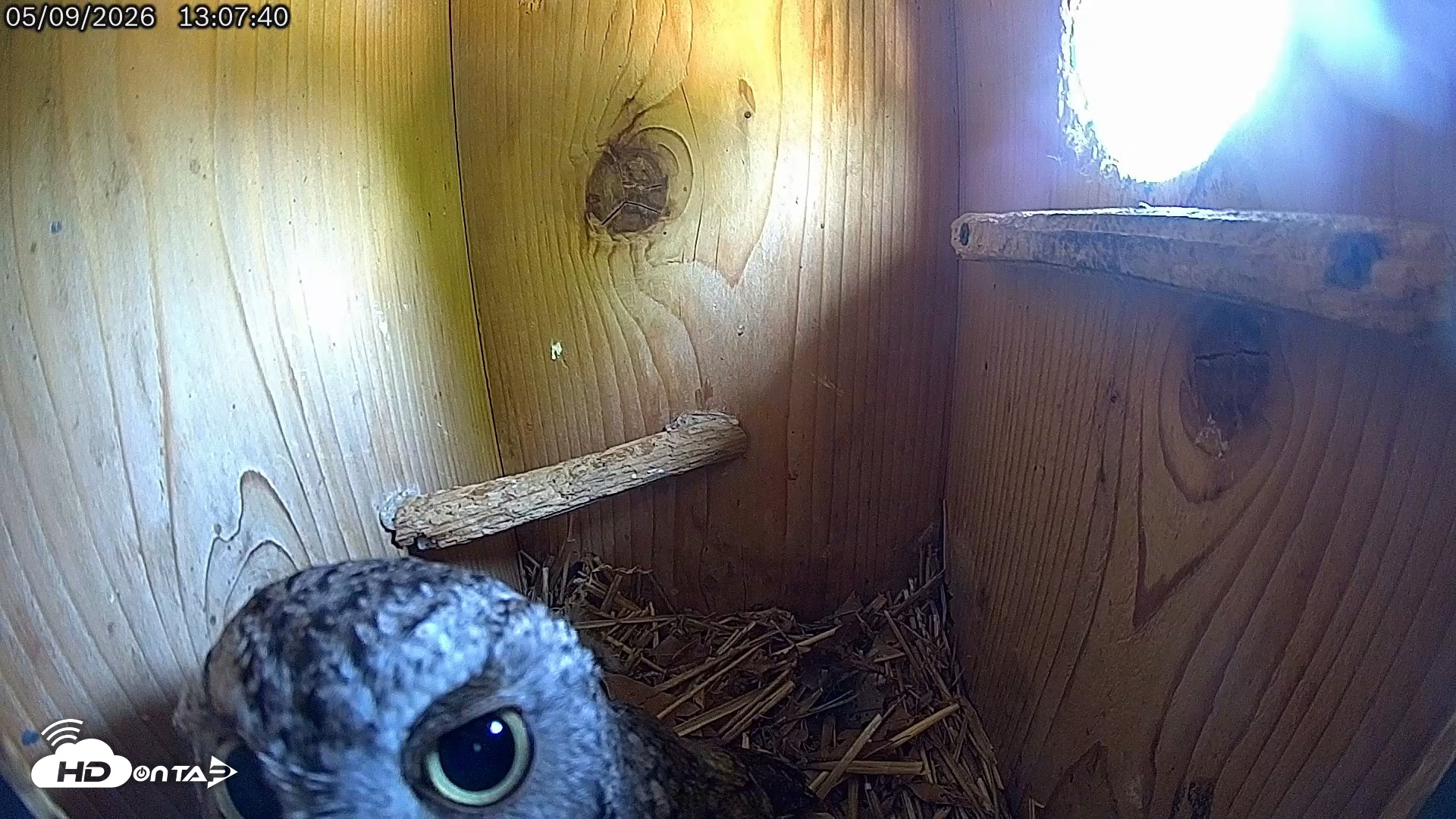 Snapshot of Eastern Screech Owl Live Cam taken May 9, 2026, 1:11pm CDT