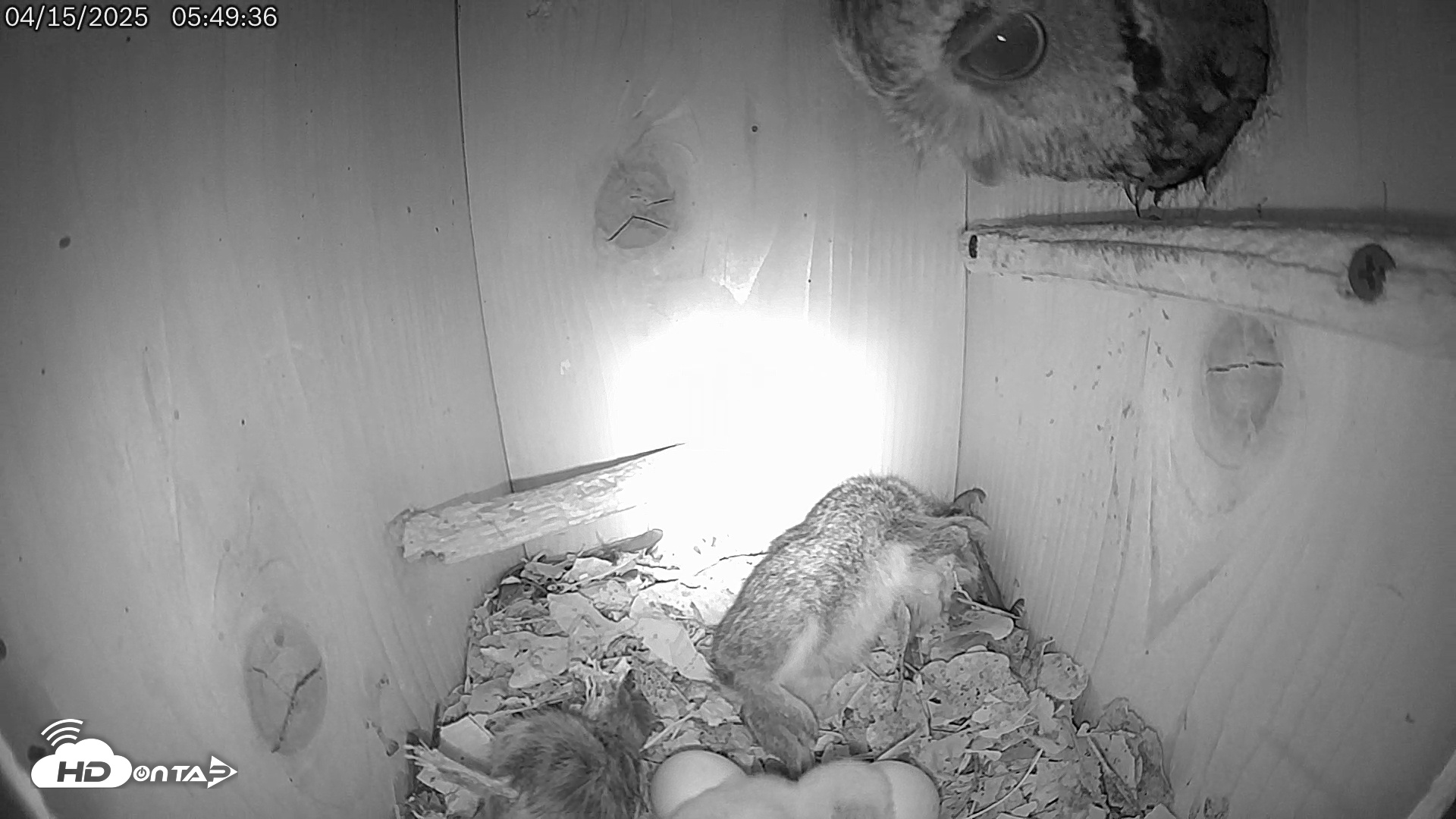 Snapshot of Eastern Screech Owl Live Cam taken Apr 15, 2025, 5:52am CDT