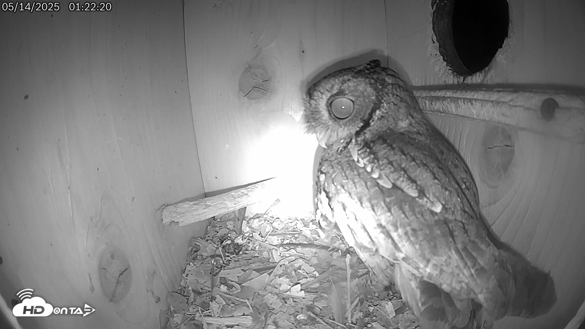Snapshot of Eastern Screech Owl Live Cam taken May 14, 2025, 6:38am CDT