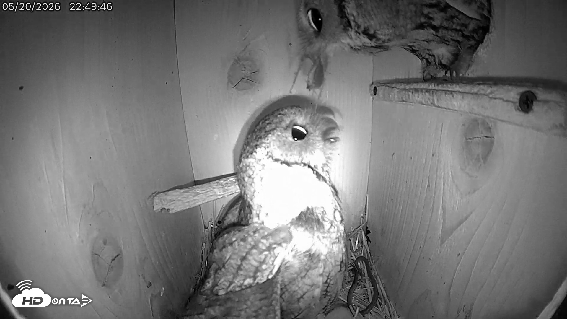 Snapshot of Eastern Screech Owl Live Cam taken May 21, 2026, 7:07am CDT