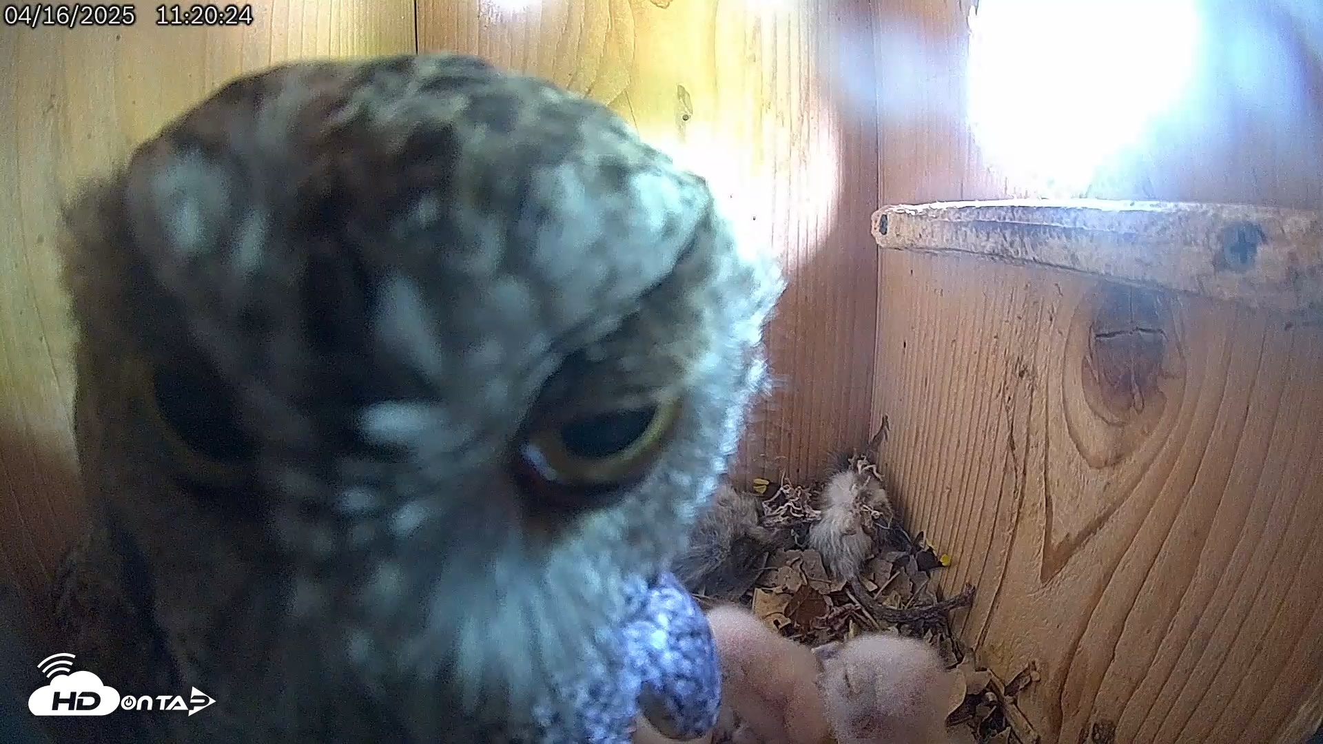 Snapshot of Eastern Screech Owl Live Cam taken Apr 16, 2025, 11:22am CDT