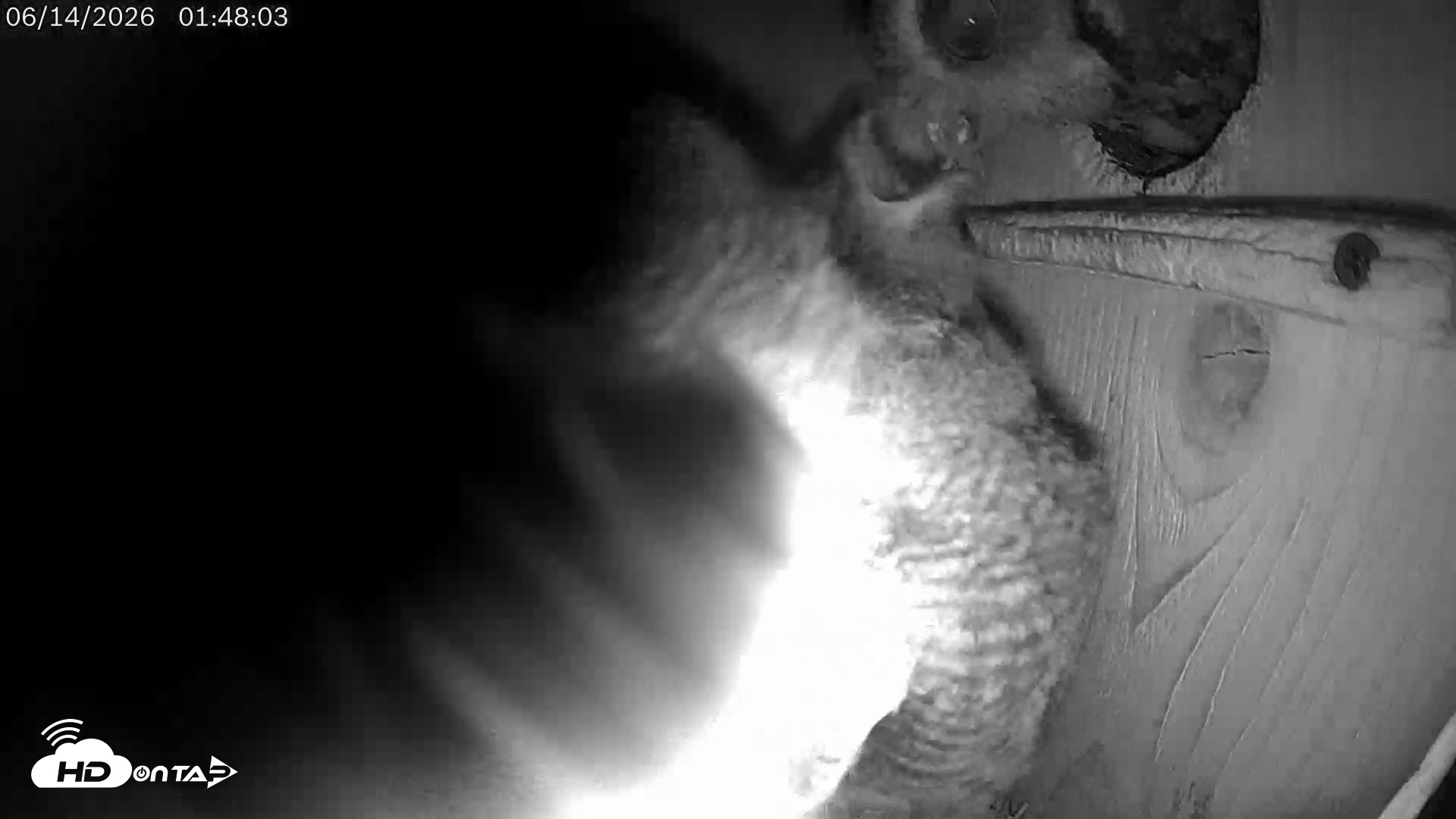 Snapshot of Eastern Screech Owl Live Cam taken Jun 14, 2026, 7:36am CDT