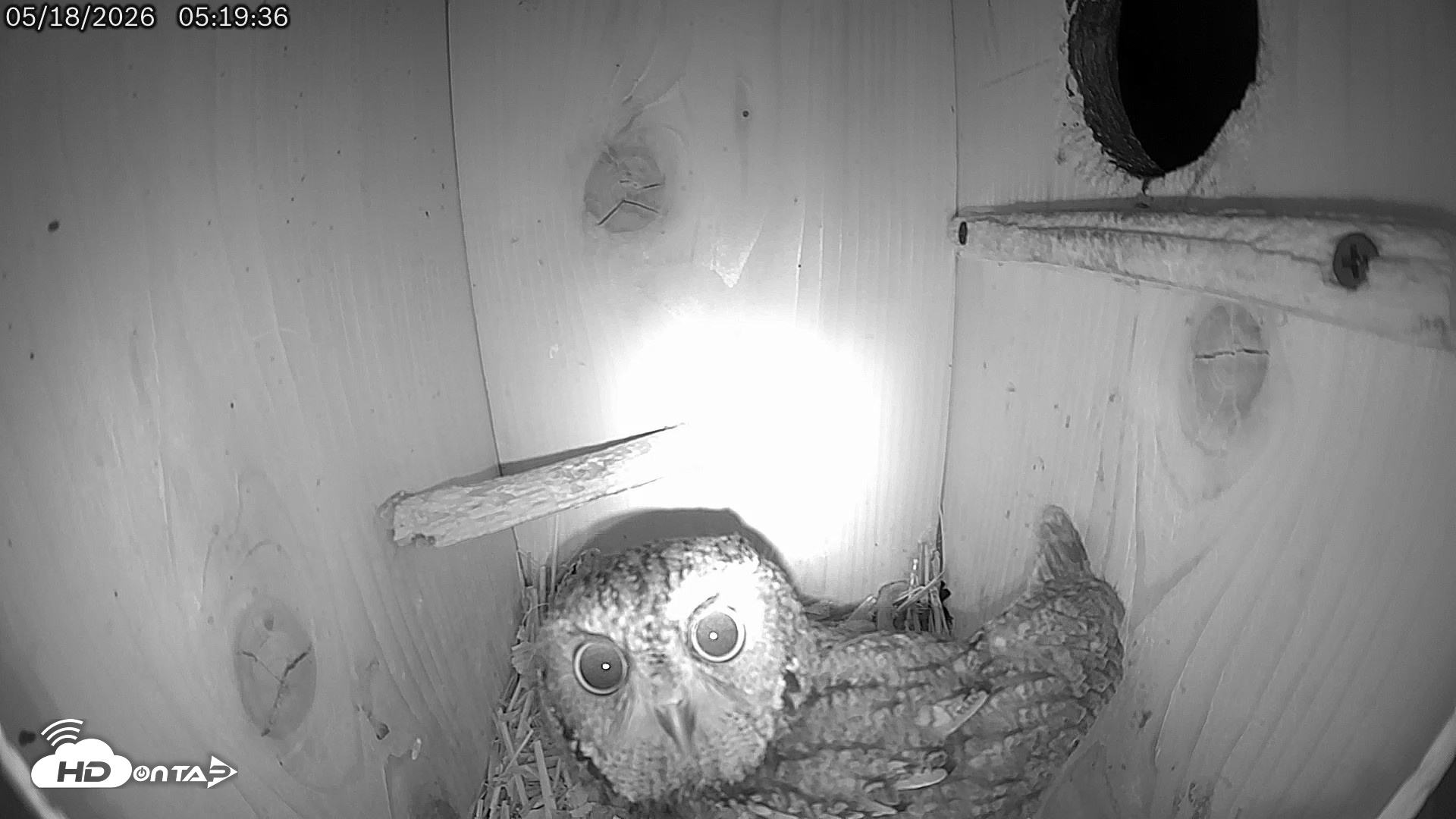 Snapshot of Eastern Screech Owl Live Cam taken May 18, 2026, 5:20am CDT