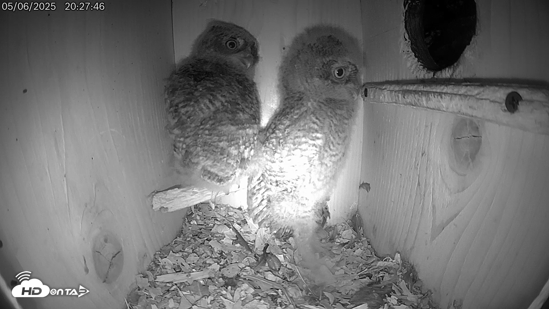 Snapshot of Eastern Screech Owl Live Cam taken May 6, 2025, 8:31pm CDT