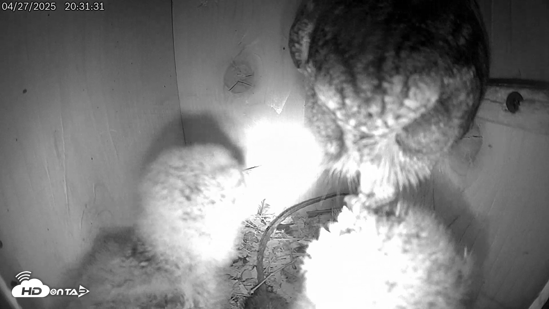 Snapshot of Eastern Screech Owl Live Cam taken Apr 28, 2025, 5:52am CDT
