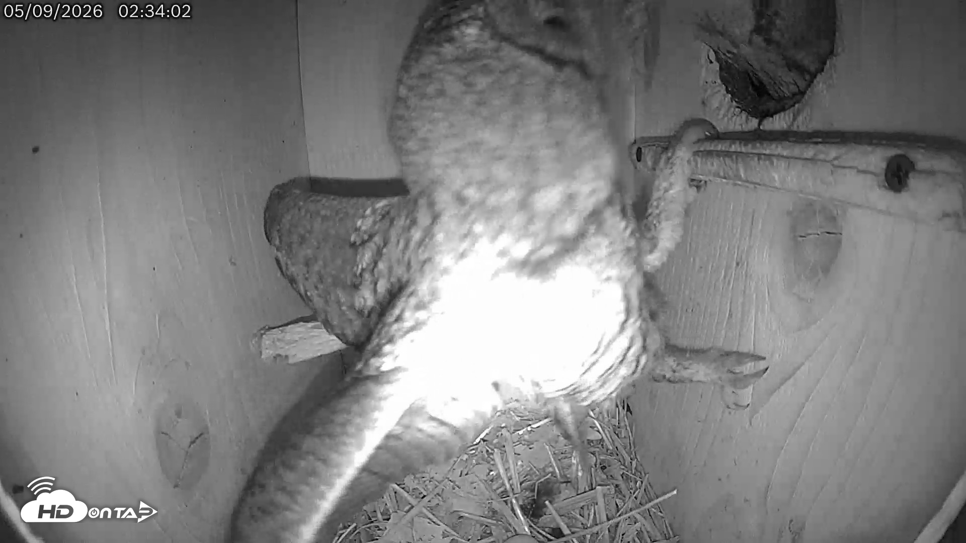 Snapshot of Eastern Screech Owl Live Cam taken May 9, 2026, 6:49am CDT
