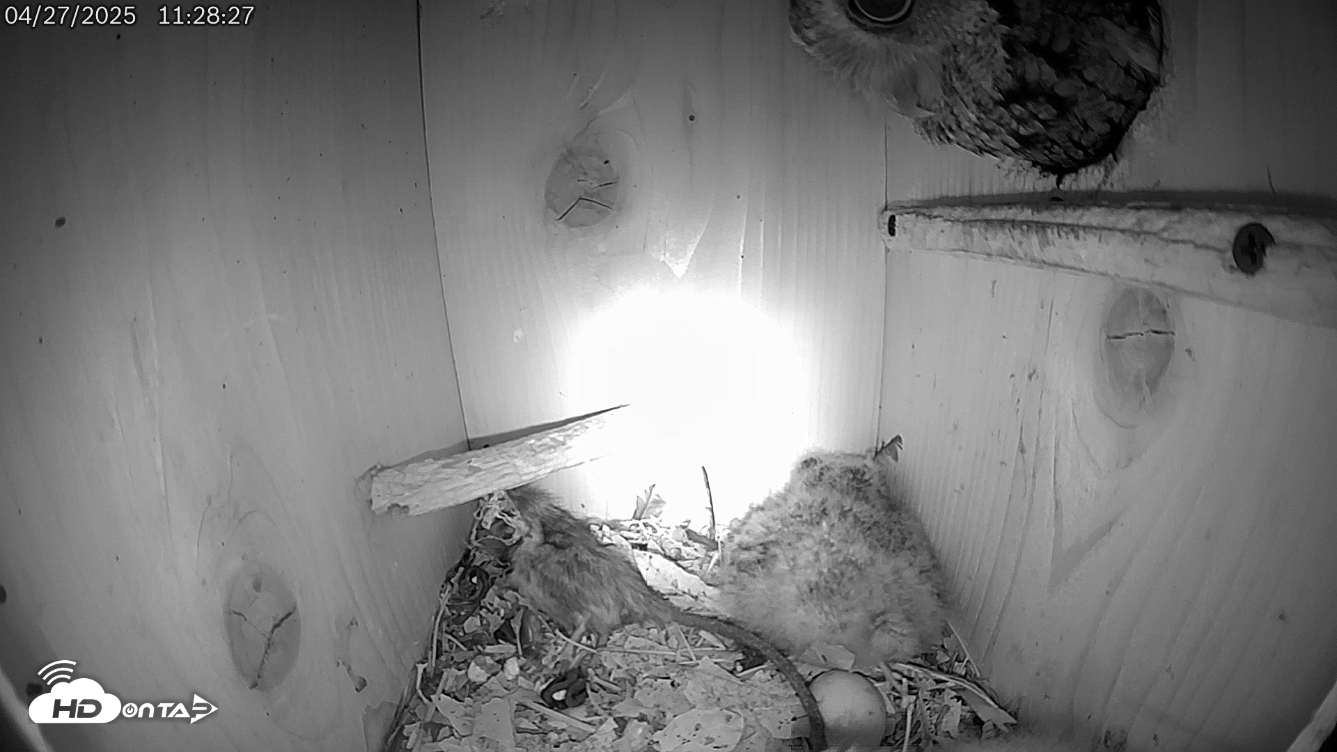 Snapshot of Eastern Screech Owl Live Cam taken Apr 27, 2025, 1:57pm CDT