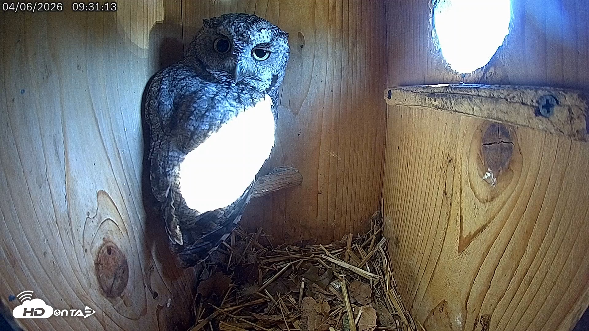 Snapshot of Eastern Screech Owl Live Cam taken Apr 6, 2026, 9:34am CDT