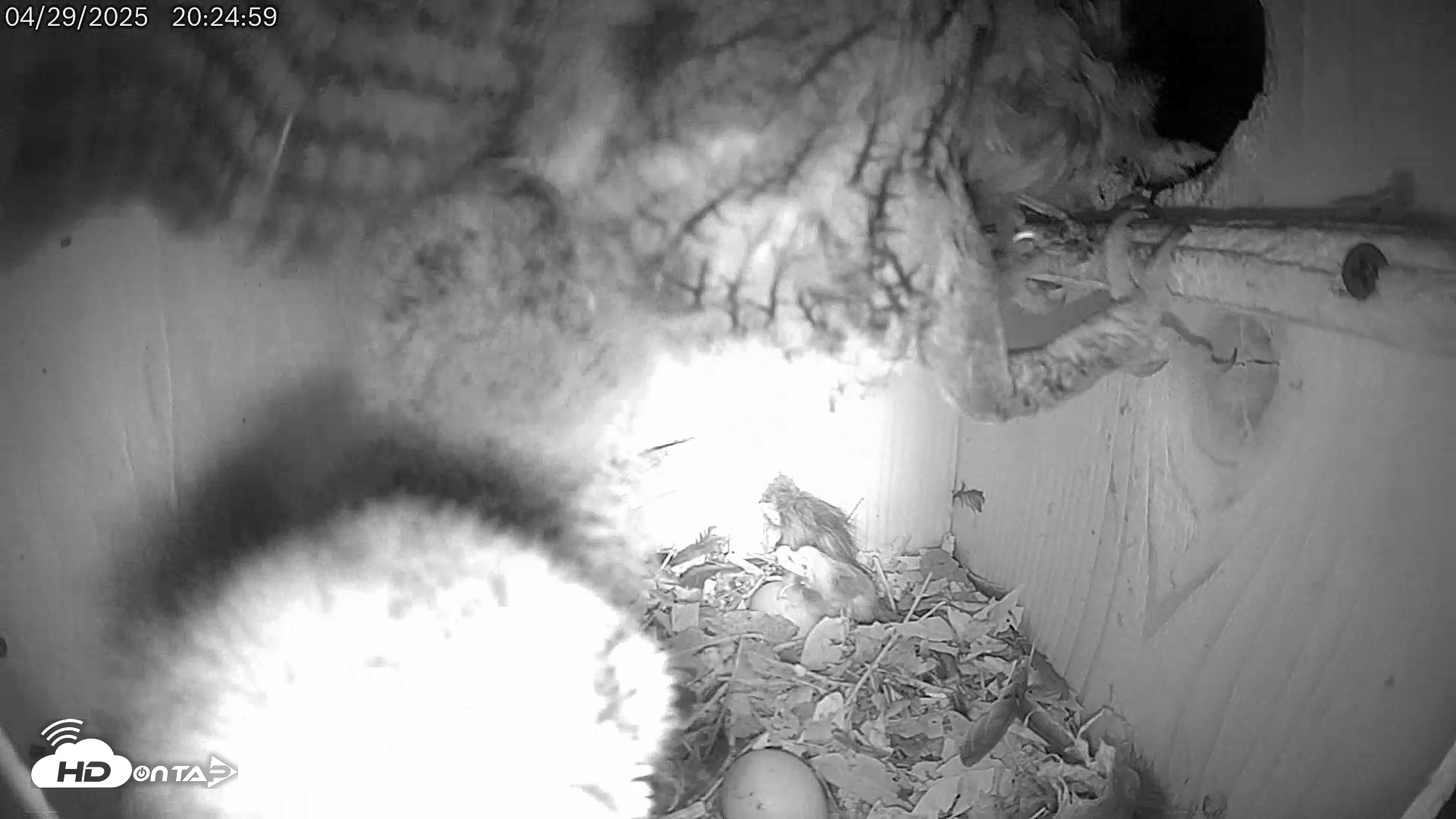 Snapshot of Eastern Screech Owl Live Cam taken Apr 29, 2025, 9:52pm CDT