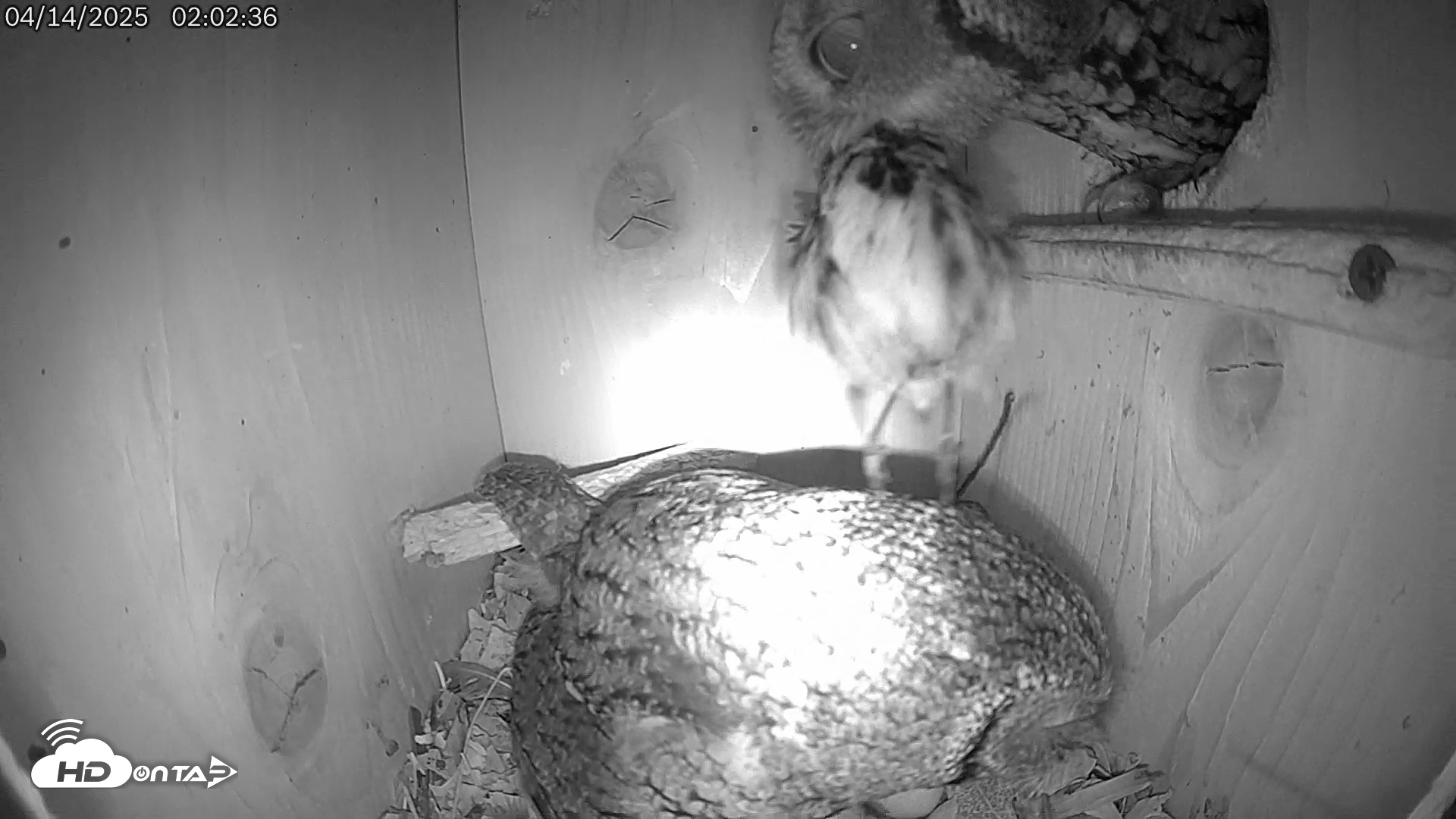 Snapshot of Eastern Screech Owl Live Cam taken Apr 14, 2025, 2:06am CDT