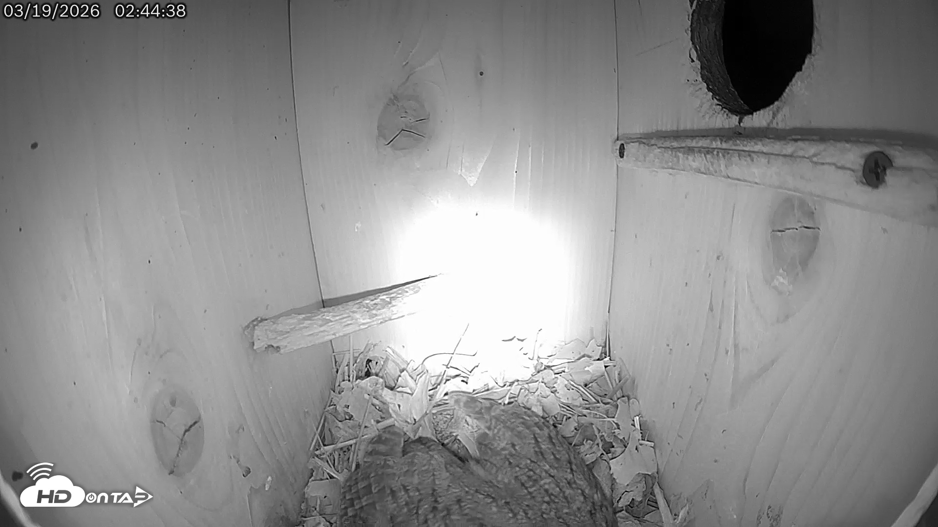 Snapshot of Eastern Screech Owl Live Cam taken Mar 19, 2026, 5:47am CDT