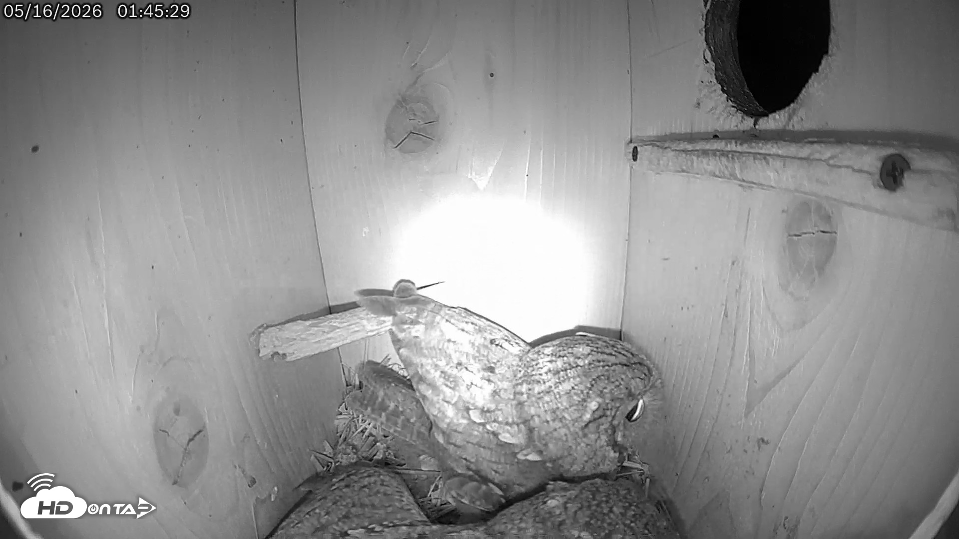 Snapshot of Eastern Screech Owl Live Cam taken May 16, 2026, 11:06am CDT