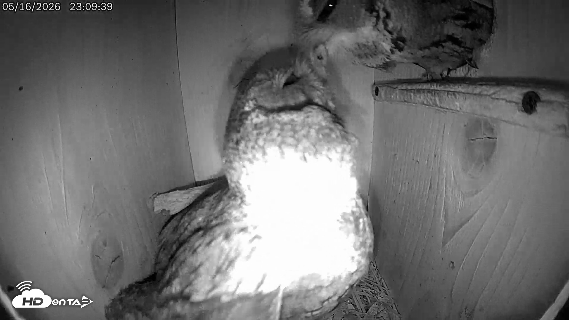 Snapshot of Eastern Screech Owl Live Cam taken May 17, 2026, 7:43am CDT