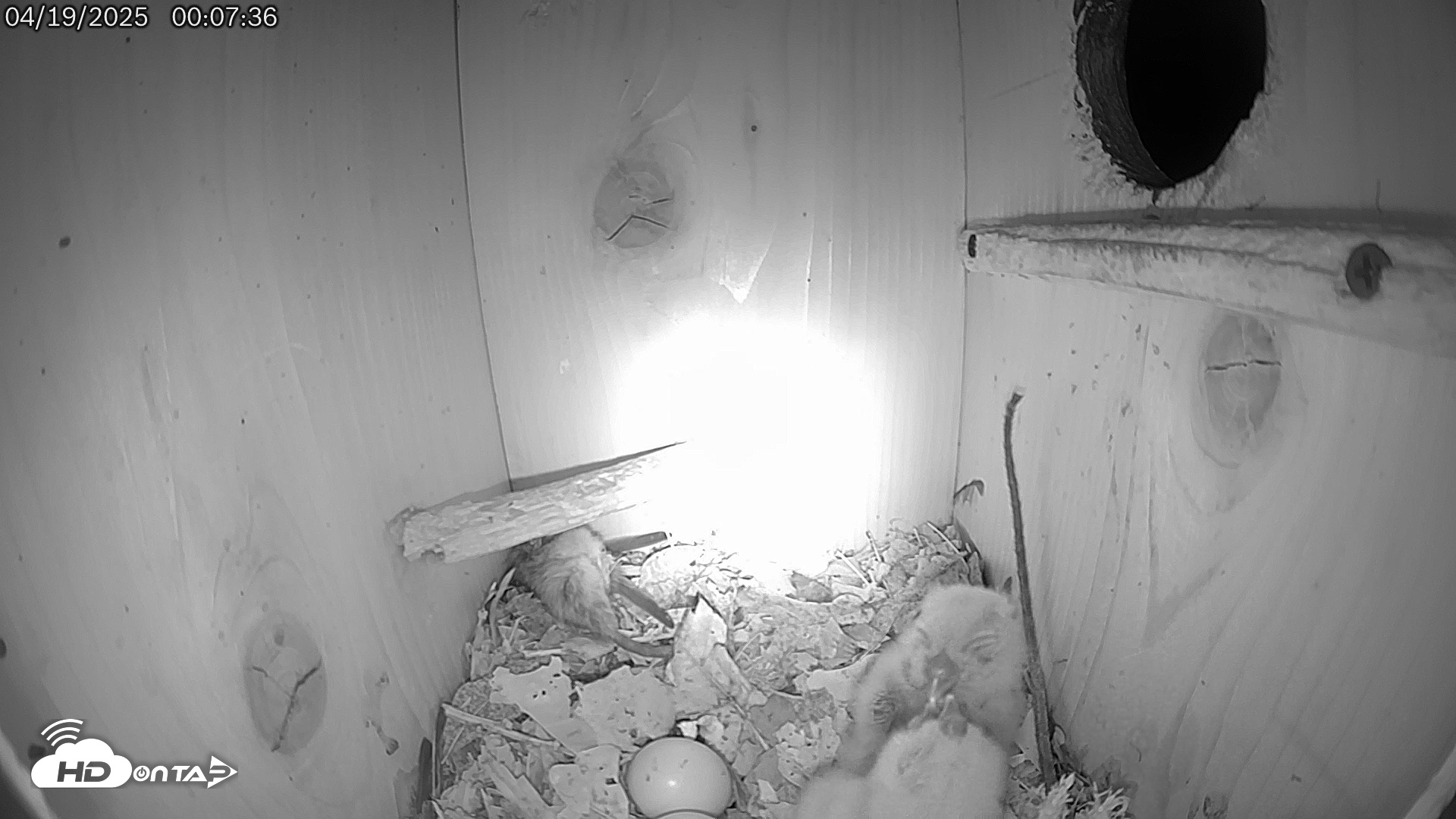 Snapshot of Eastern Screech Owl Live Cam taken Apr 19, 2025, 12:27am CDT