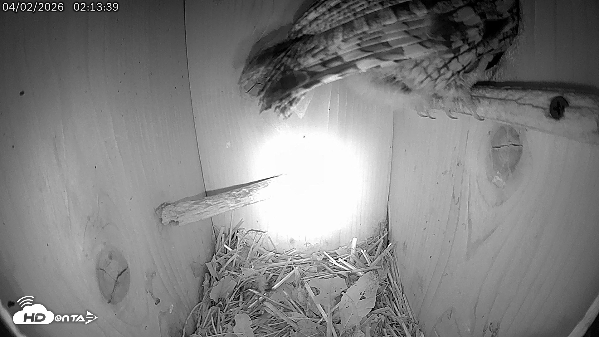 Snapshot of Eastern Screech Owl Live Cam taken Apr 2, 2026, 6:34am CDT