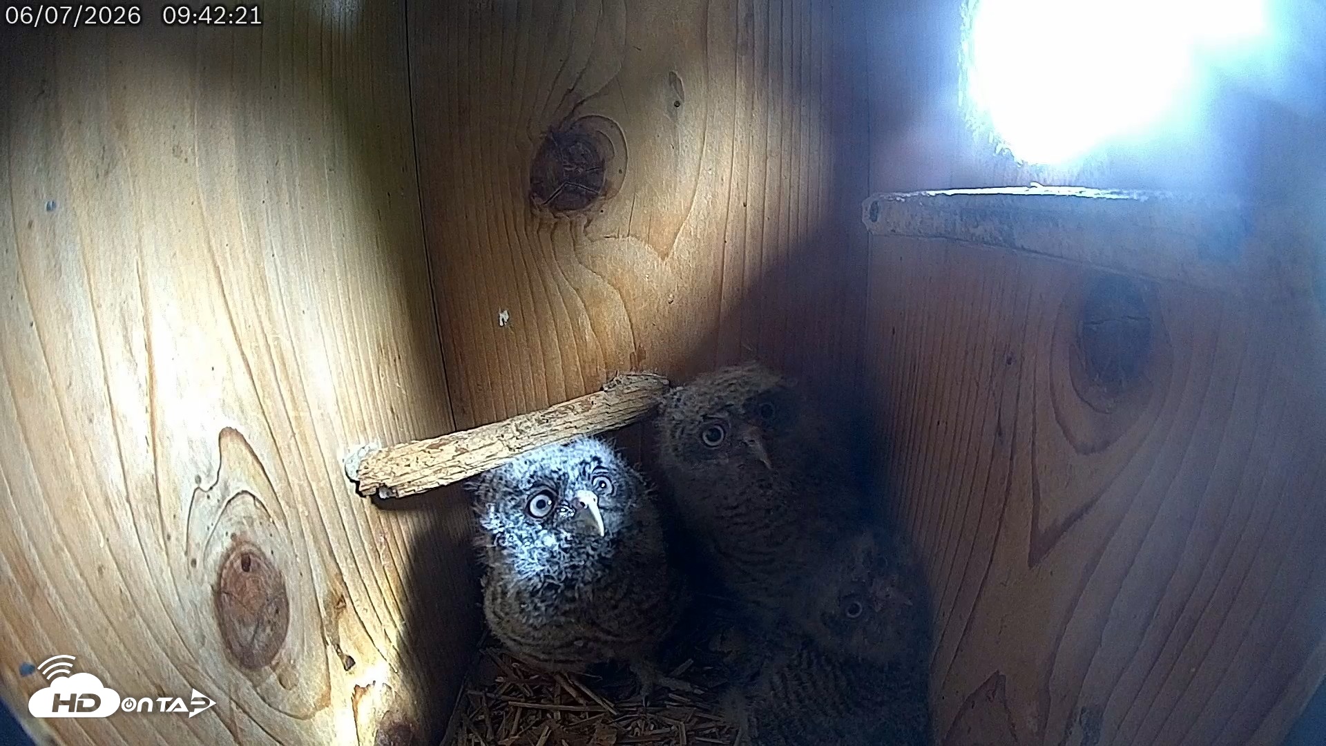 Snapshot of Eastern Screech Owl Live Cam taken Jun 7, 2026, 10:55am CDT