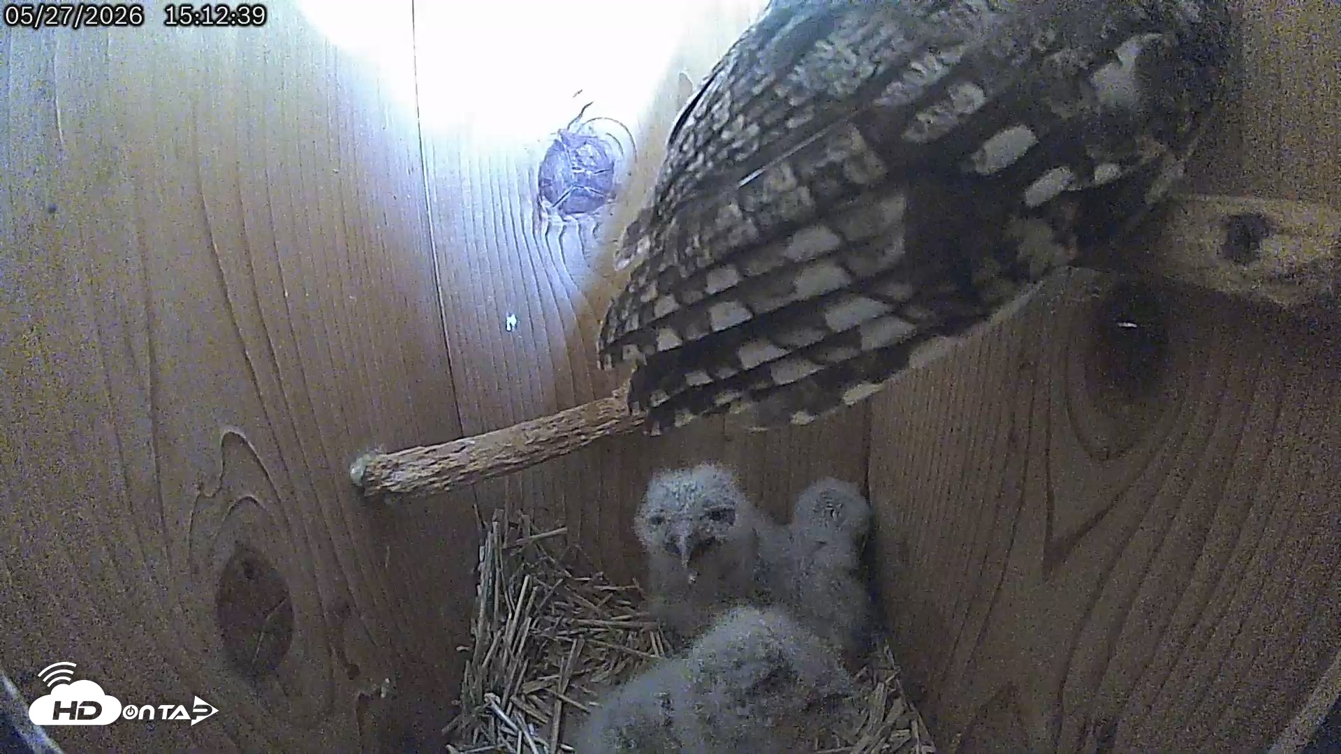 Snapshot of Eastern Screech Owl Live Cam taken May 27, 2026, 3:13pm CDT