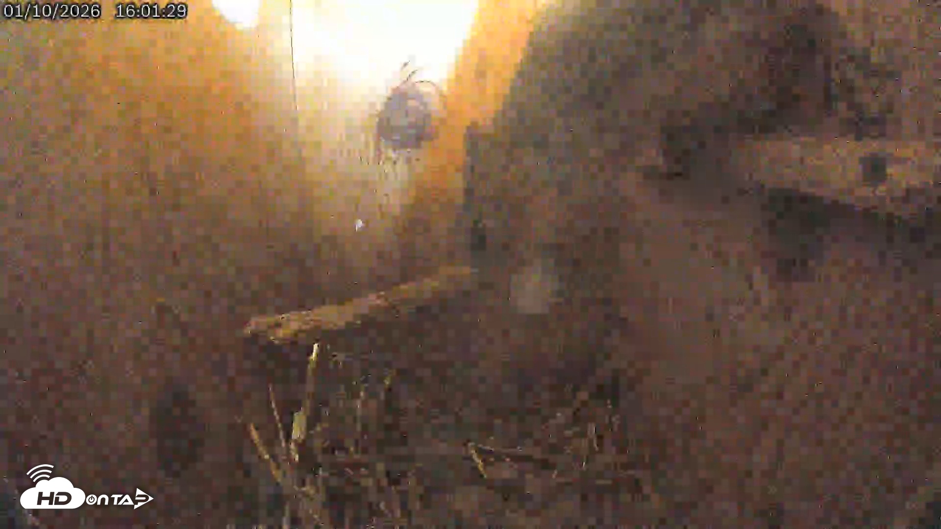 Snapshot of Eastern Screech Owl Live Cam taken Jan 10, 2026, 6:40pm CST