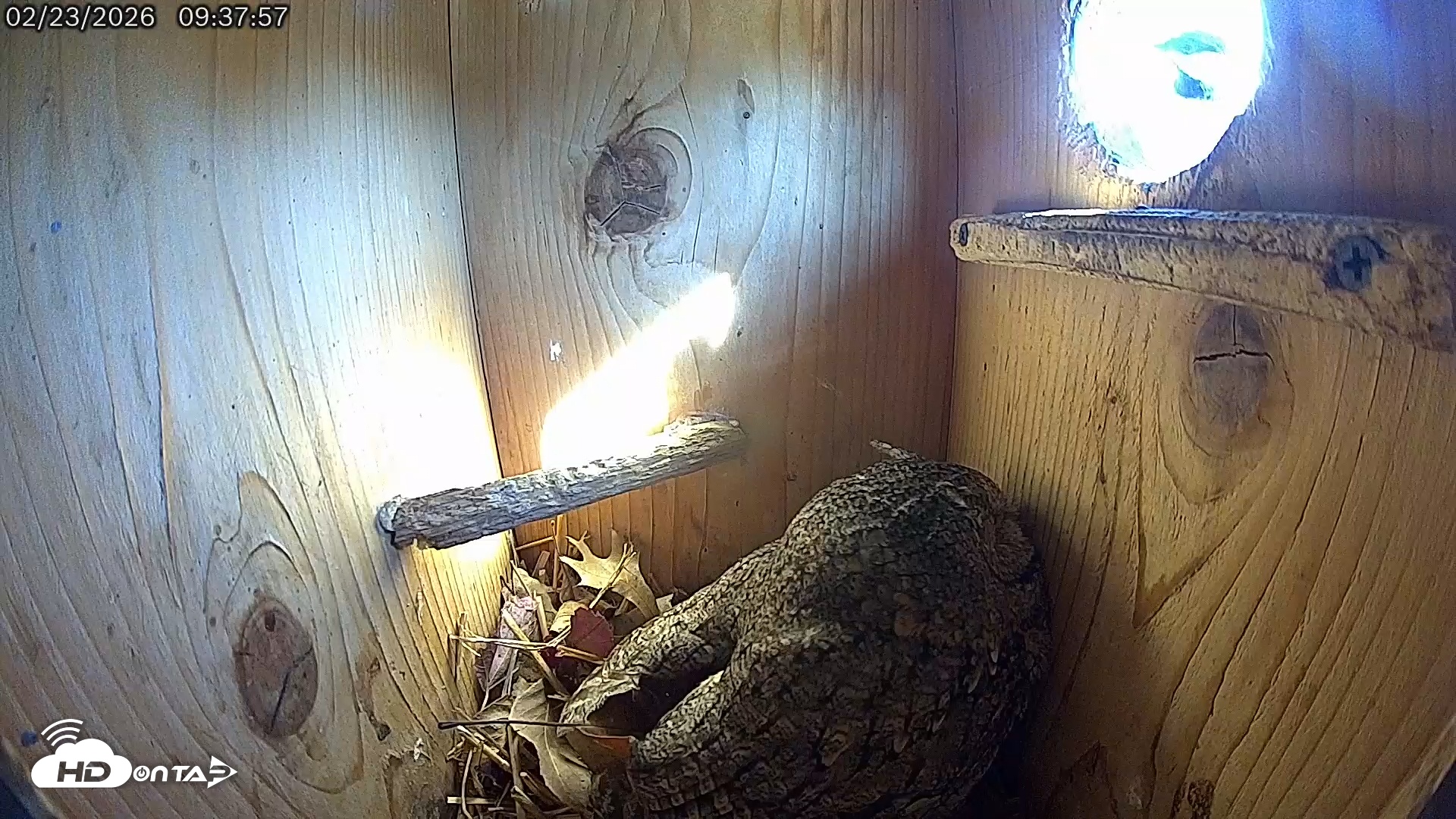 Snapshot of Eastern Screech Owl Live Cam taken Feb 23, 2026, 2:19pm CST
