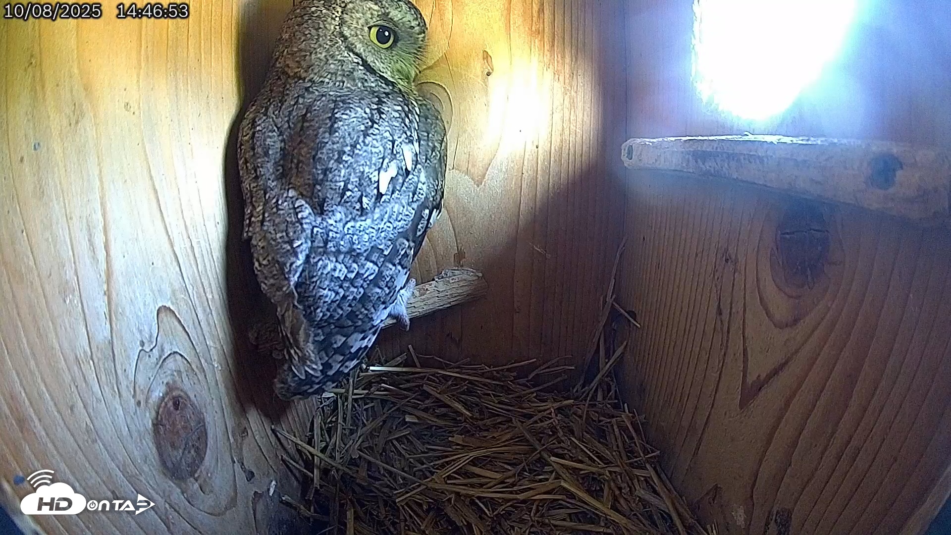 Snapshot of Eastern Screech Owl Live Cam taken Oct 8, 2025, 2:47pm CDT