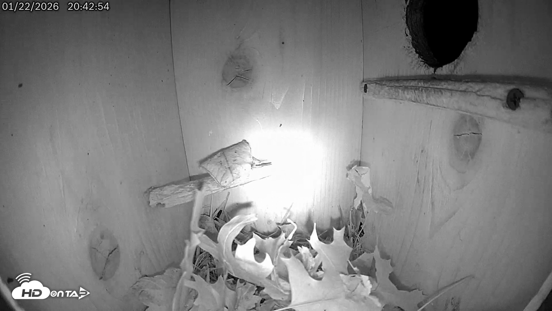Snapshot of Eastern Screech Owl Live Cam taken Jan 23, 2026, 4:05am CST