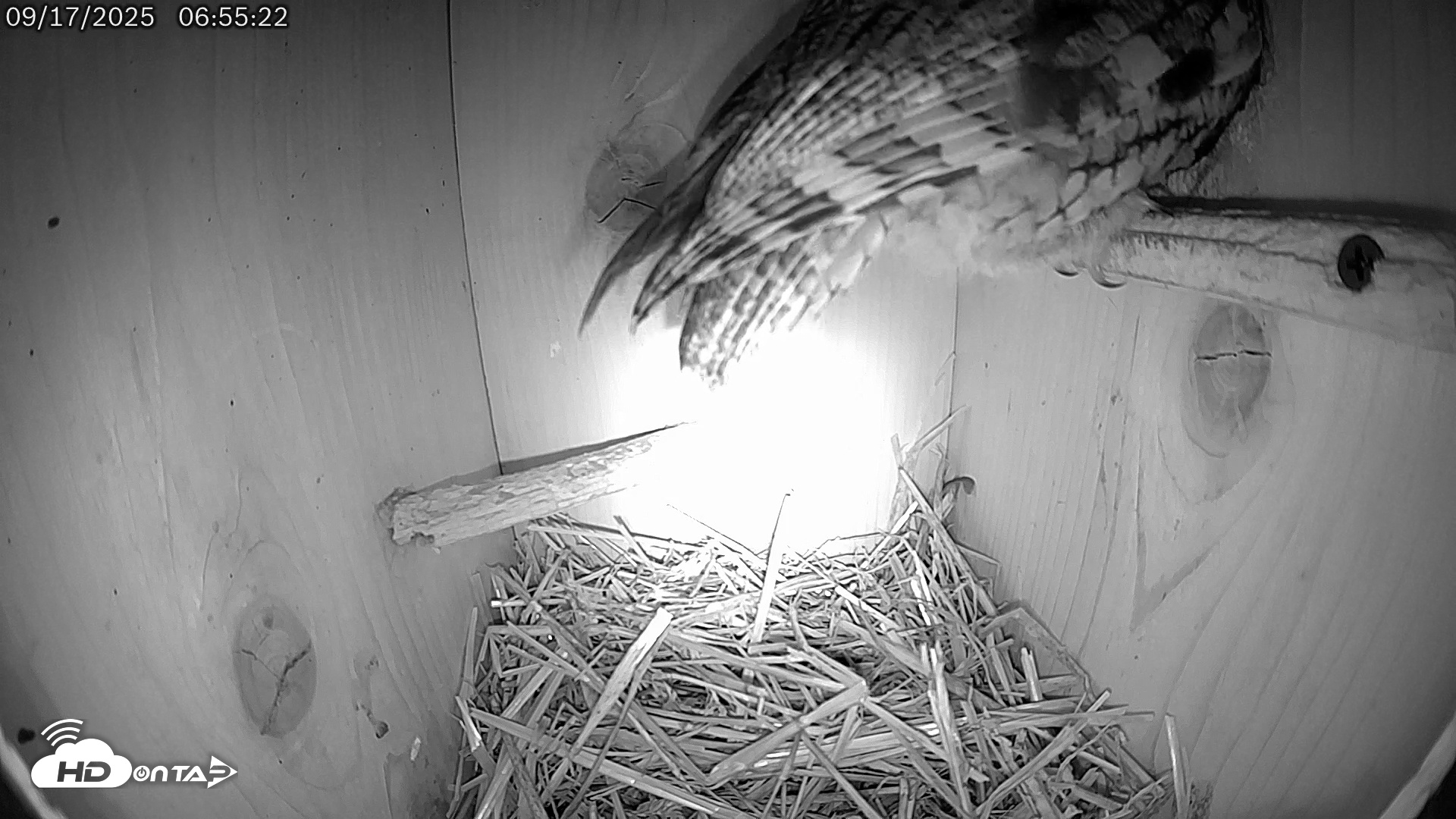 Snapshot of Eastern Screech Owl Live Cam taken Sep 17, 2025, 8:24am CDT