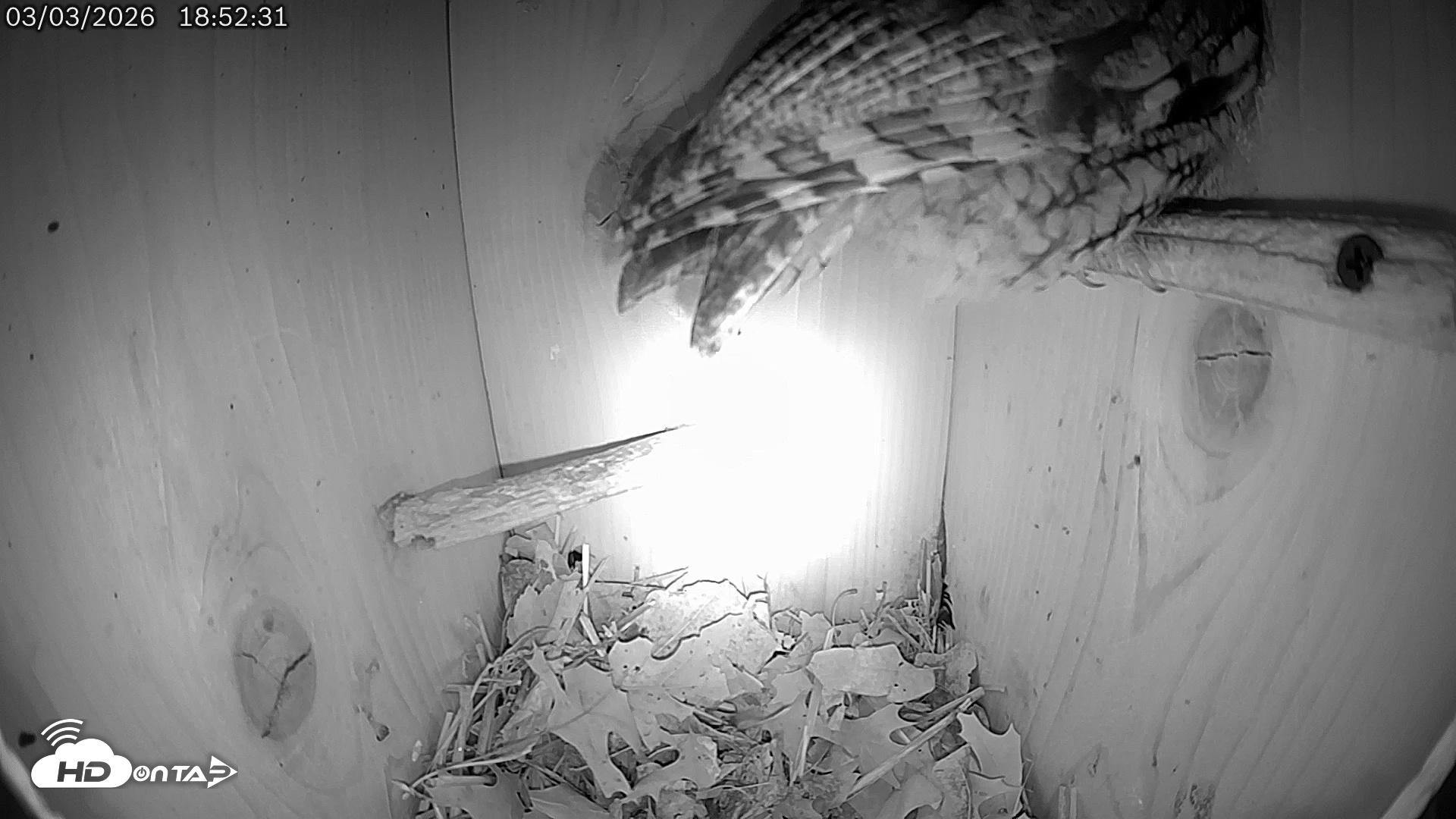 Snapshot of Eastern Screech Owl Live Cam taken Mar 3, 2026, 7:04pm CST