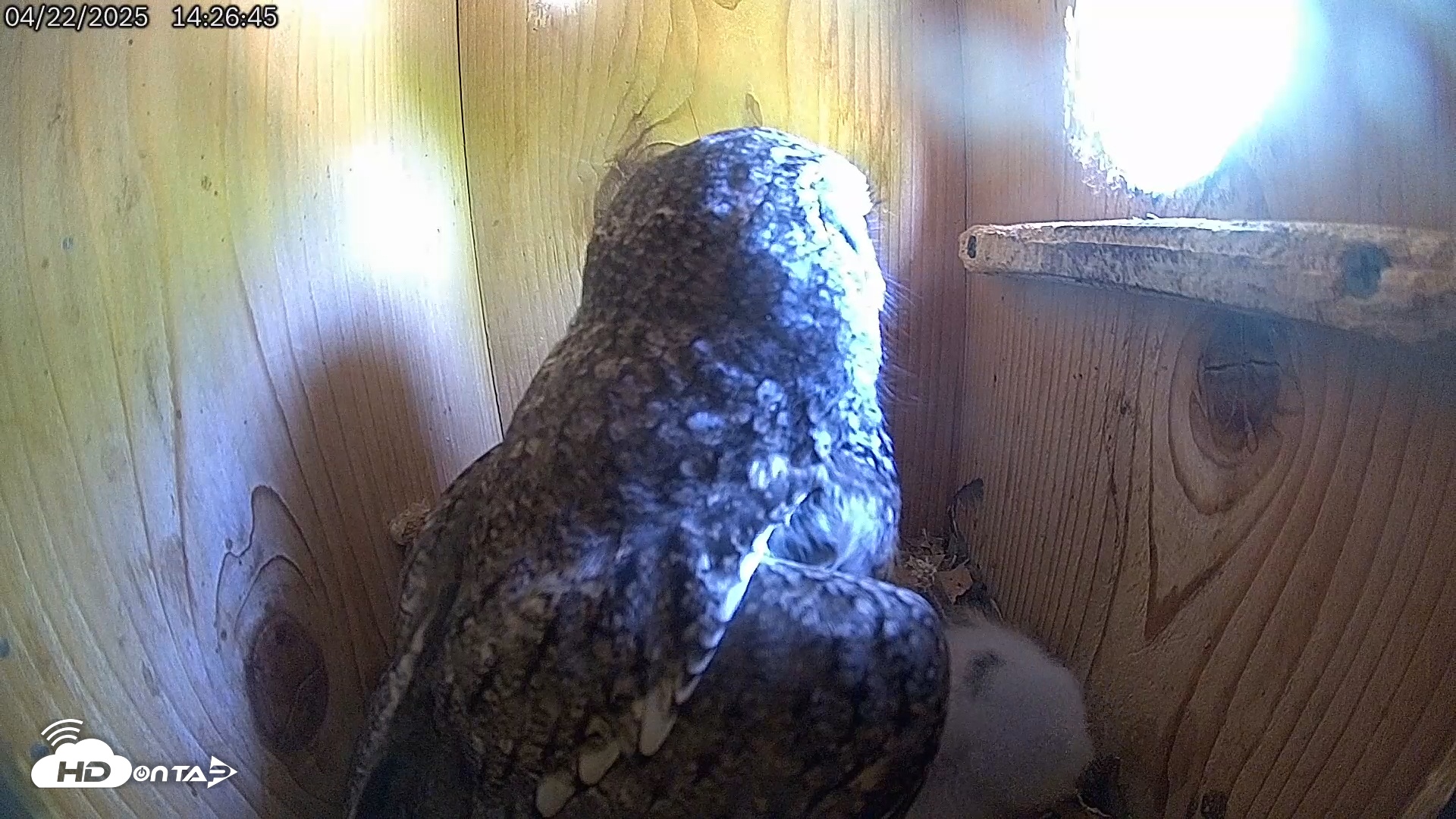 Snapshot of Eastern Screech Owl Live Cam taken Apr 22, 2025, 2:27pm CDT