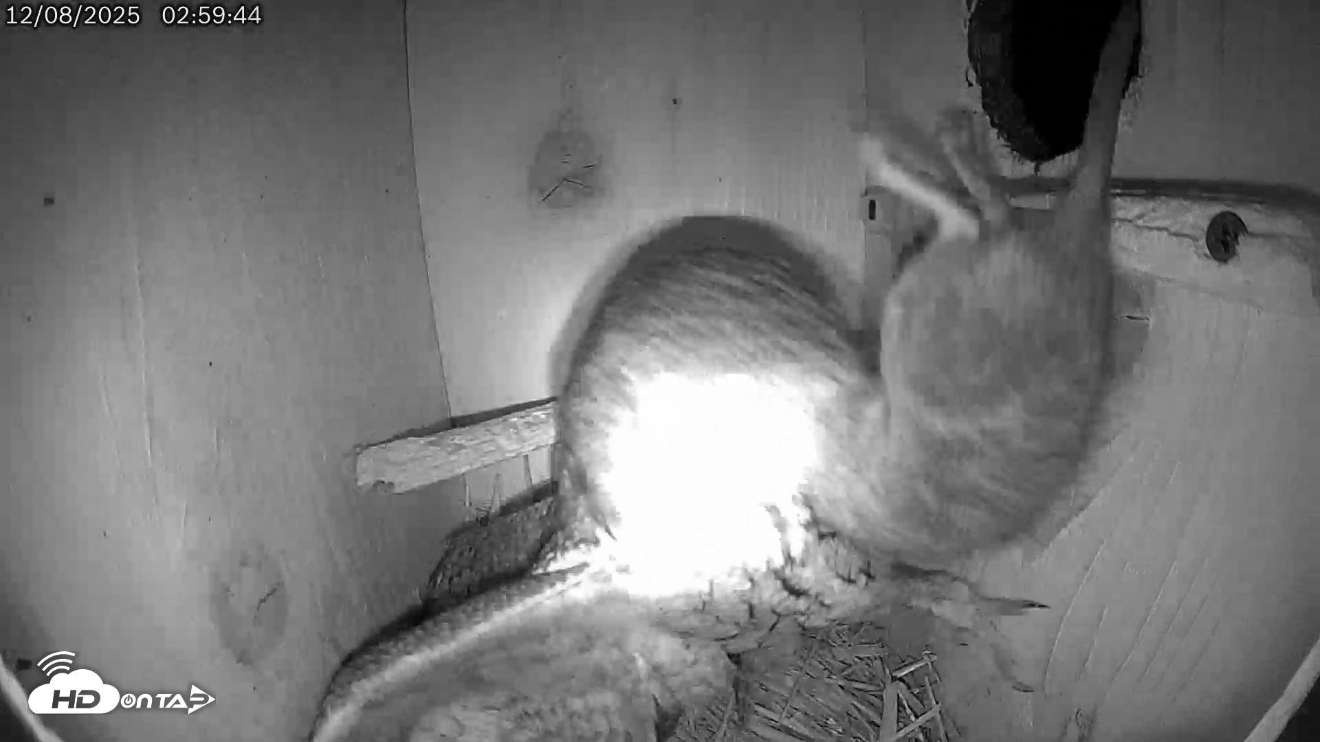 Snapshot of Eastern Screech Owl Live Cam taken Dec 8, 2025, 12:05pm CST