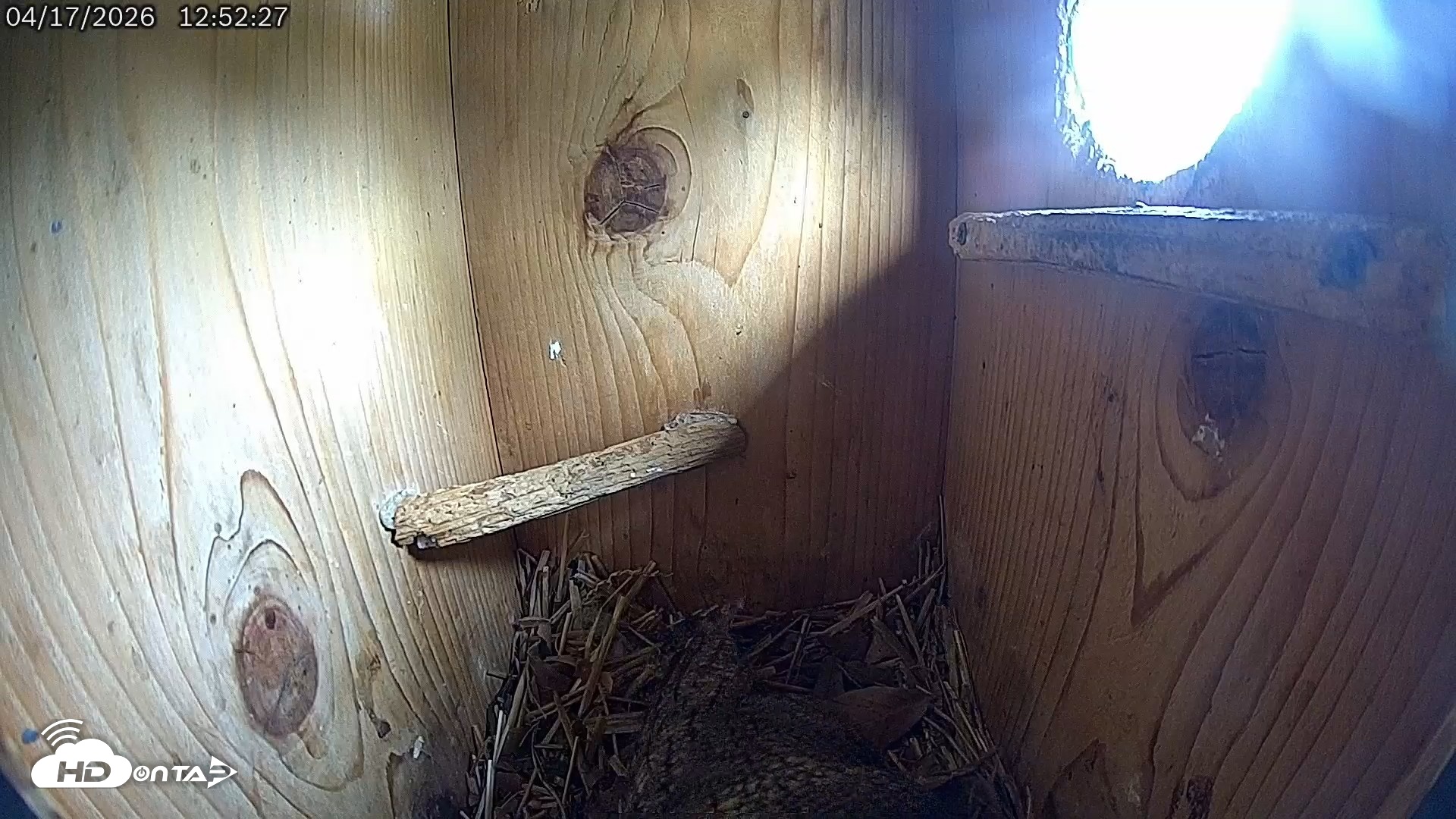 Snapshot of Eastern Screech Owl Live Cam taken Apr 17, 2026, 8:13pm CDT