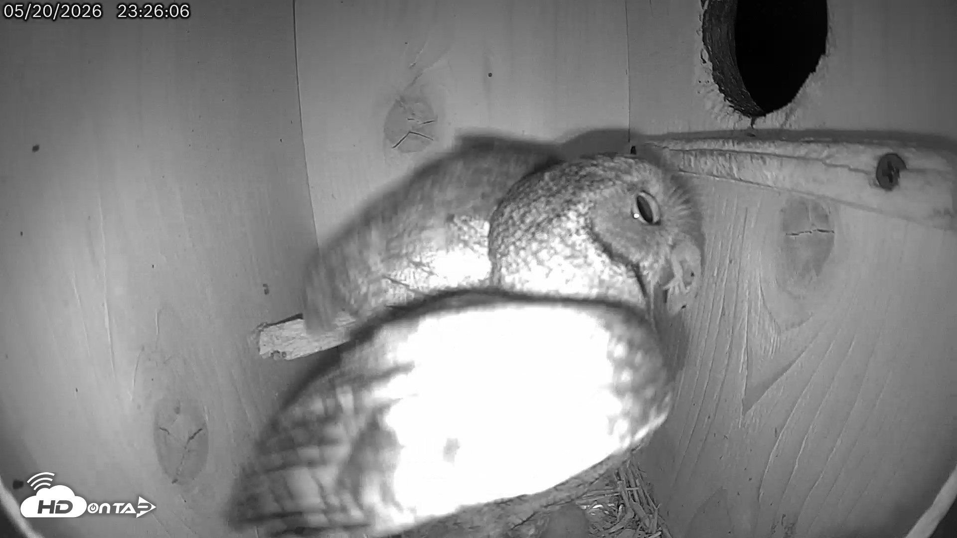 Snapshot of Eastern Screech Owl Live Cam taken May 21, 2026, 7:12am CDT