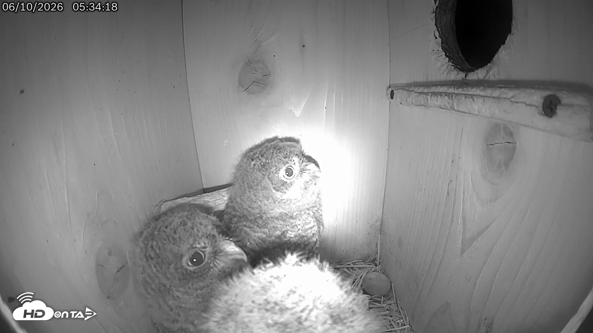 Snapshot of Eastern Screech Owl Live Cam taken Jun 10, 2026, 5:38am CDT