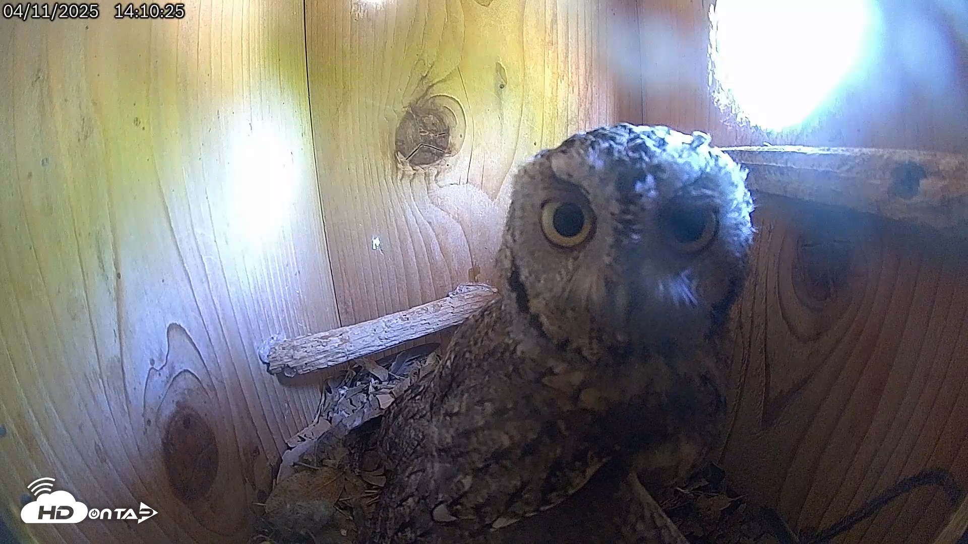 Snapshot of Eastern Screech Owl Live Cam taken Apr 11, 2025, 2:11pm CDT