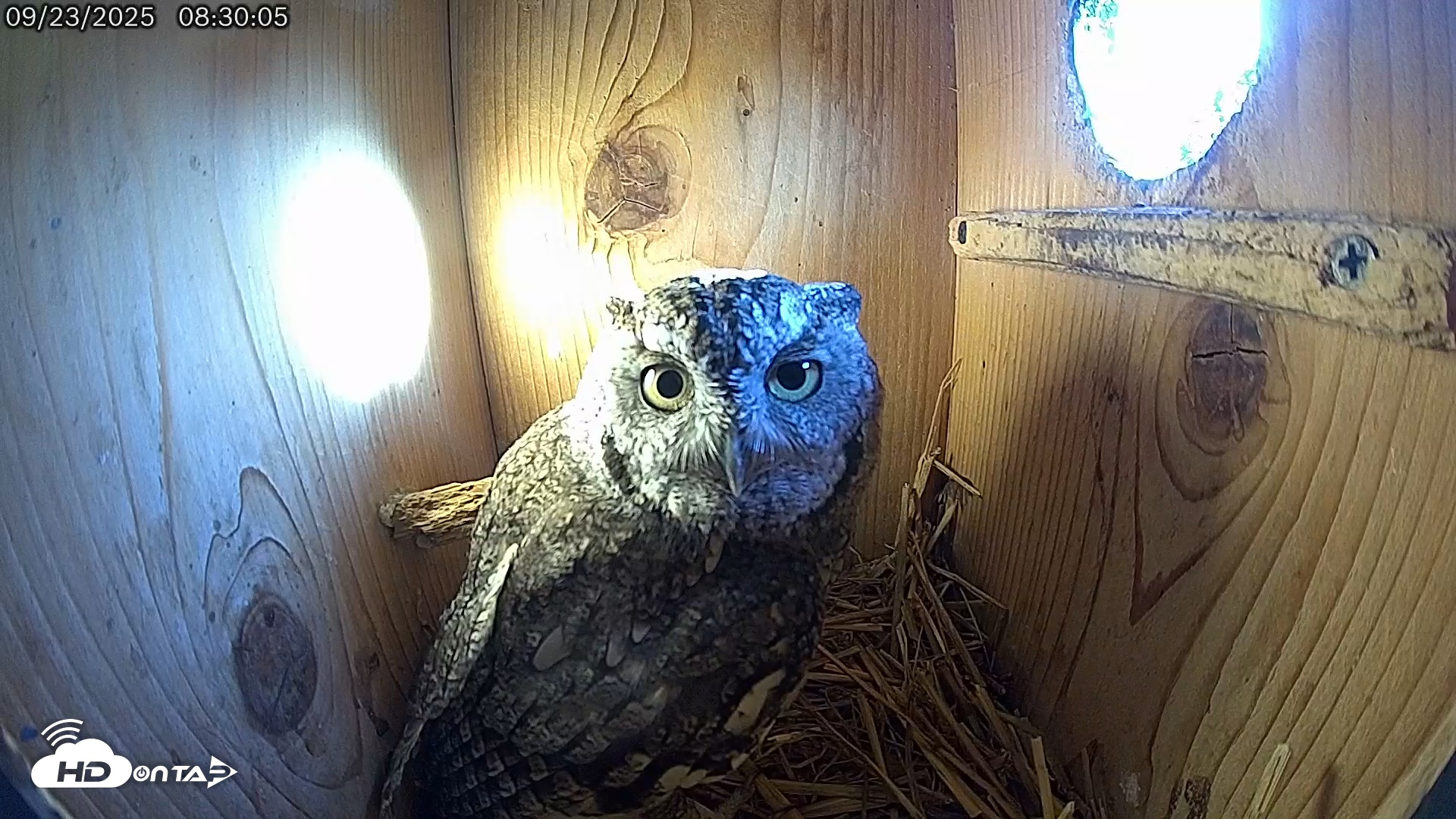 Snapshot of Eastern Screech Owl Live Cam taken Sep 23, 2025, 9:13am CDT