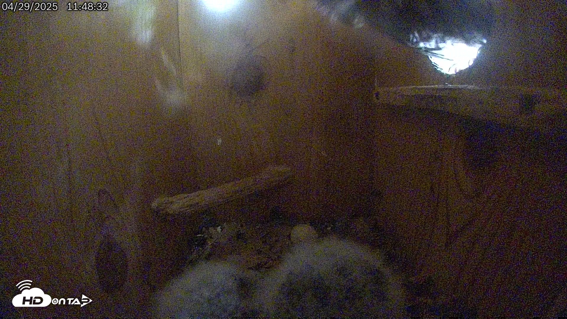 Snapshot of Eastern Screech Owl Live Cam taken Apr 29, 2025, 1:07pm CDT
