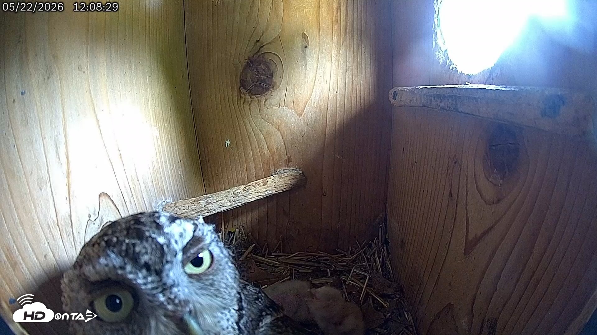 Snapshot of Eastern Screech Owl Live Cam taken May 22, 2026, 12:10pm CDT