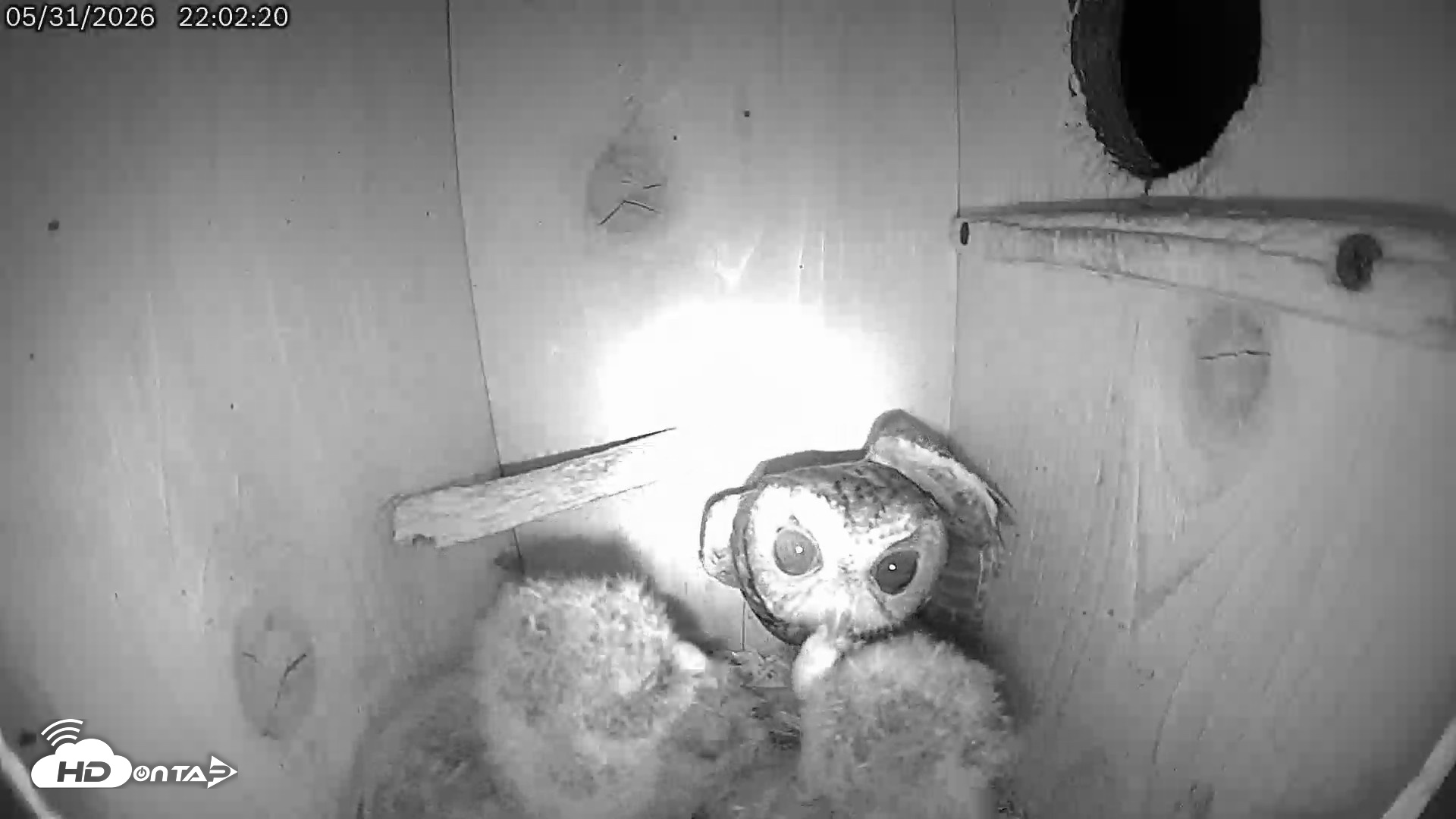 Snapshot of Eastern Screech Owl Live Cam taken May 31, 2026, 10:30pm CDT