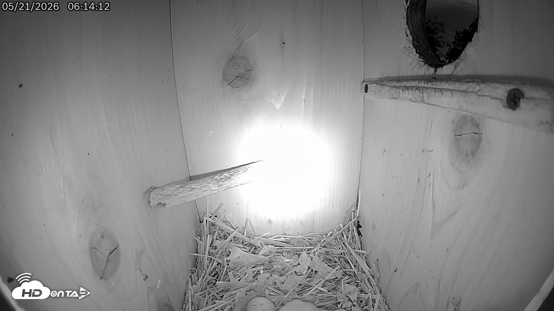 Snapshot of Eastern Screech Owl Live Cam taken May 21, 2026, 6:15am CDT